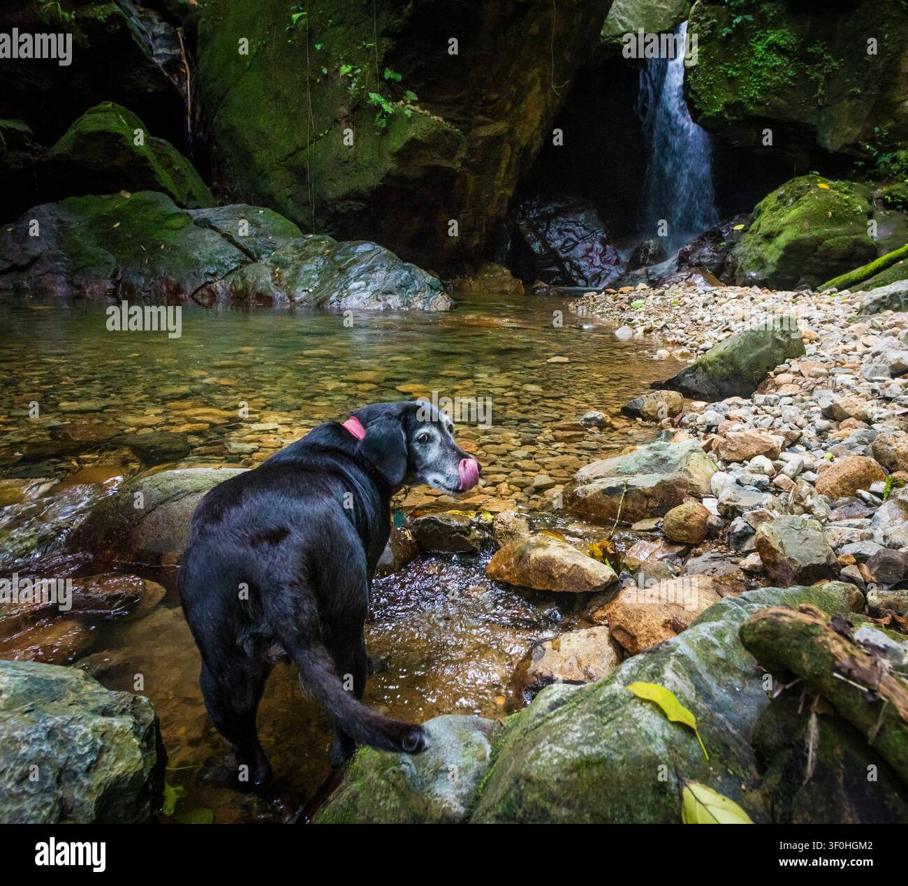 Un chien aux magnifiques chutes de Chorro las Yayas à El Barrigon, El Cope, province de Cocle, République du Panama, Amérique centrale. Banque D'Images