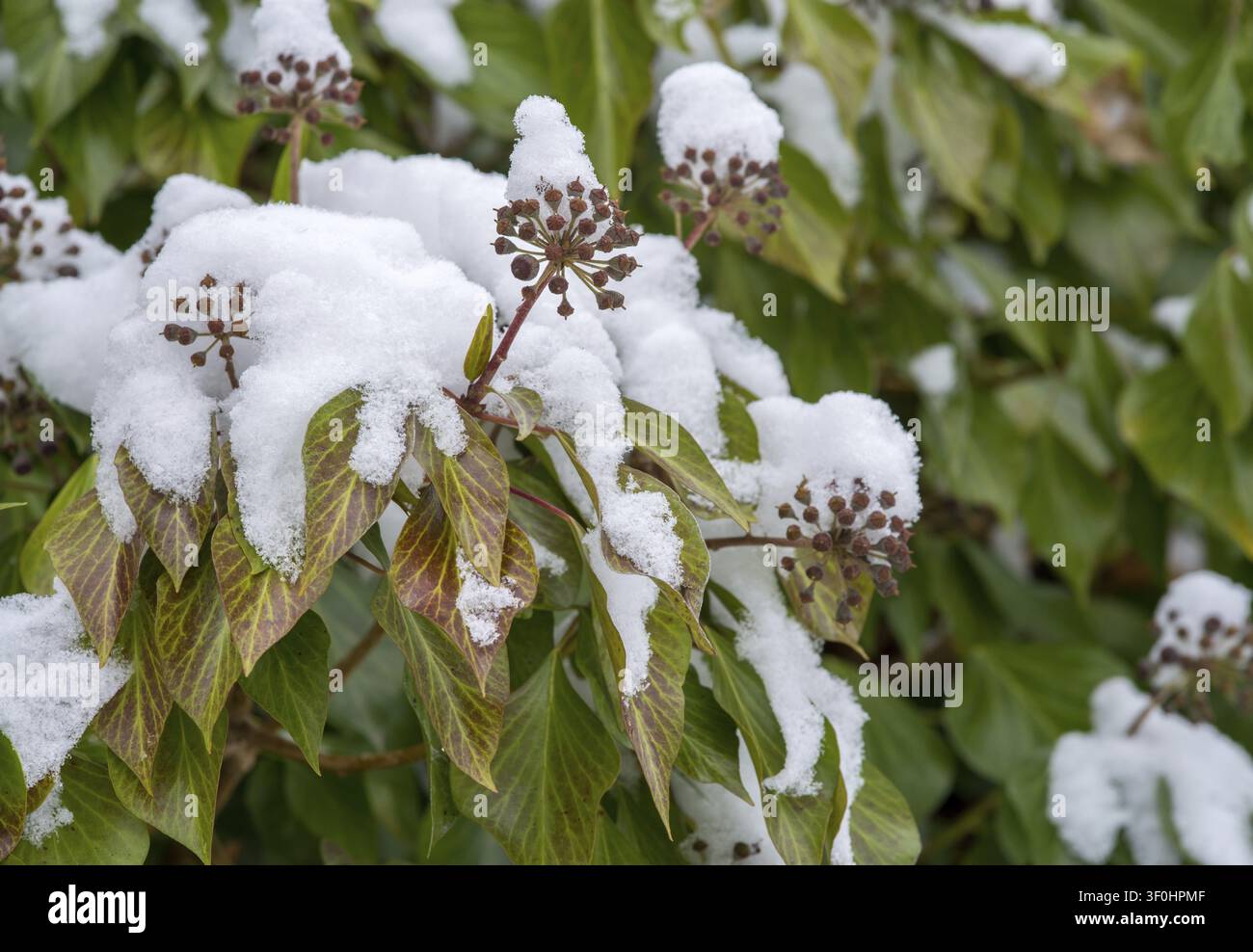 Araliacées, vent des arbres, lierre commun, lierre, Hedera helix, lierre, flore, plantes, neige, hiver Banque D'Images