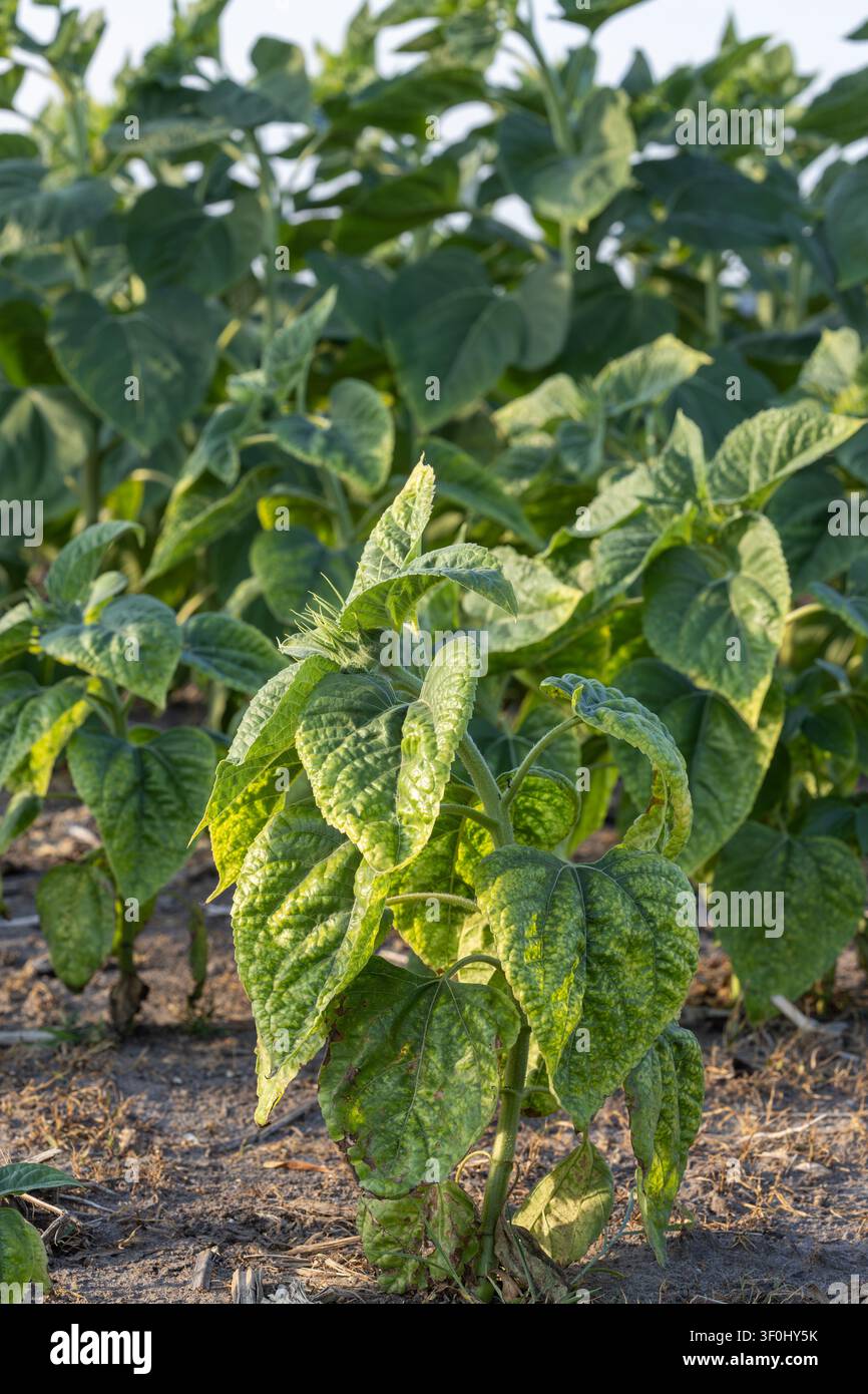 Vue détaillée d'une jeune plante de tournesol avec des tissus foliaires jaunissant à cause de chlorose ou de stress culturel, poussant dans un champ agricole avec un arrière-plan flou Banque D'Images