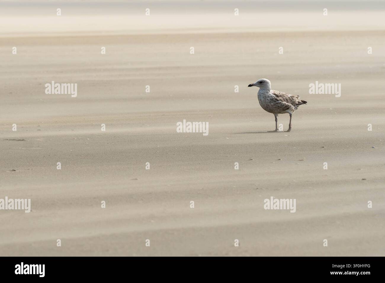 Une mouette solitaire se tient sur une plage de sable tranquille, baignée d'une lumière naturelle douce, créant une scène côtière paisible avec un espace de copie généreux. Banque D'Images