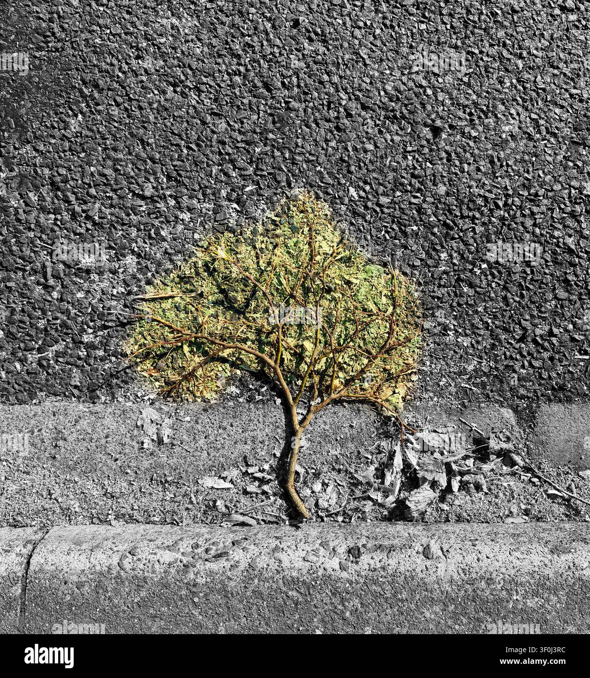 Art arboricole accidentelle - Image de stock capturée avec un smartphone
