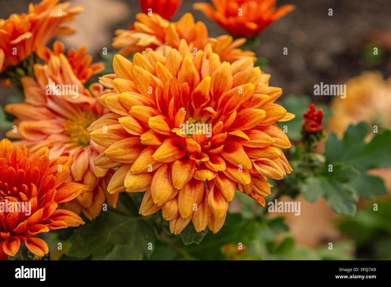 Close-up de fleurs de chrysanthème orange vives en pleine floraison dans un jardin durant l'automne. Beau fond floral saisonnier pour le jardinage, la nature, les paysages Banque D'Images