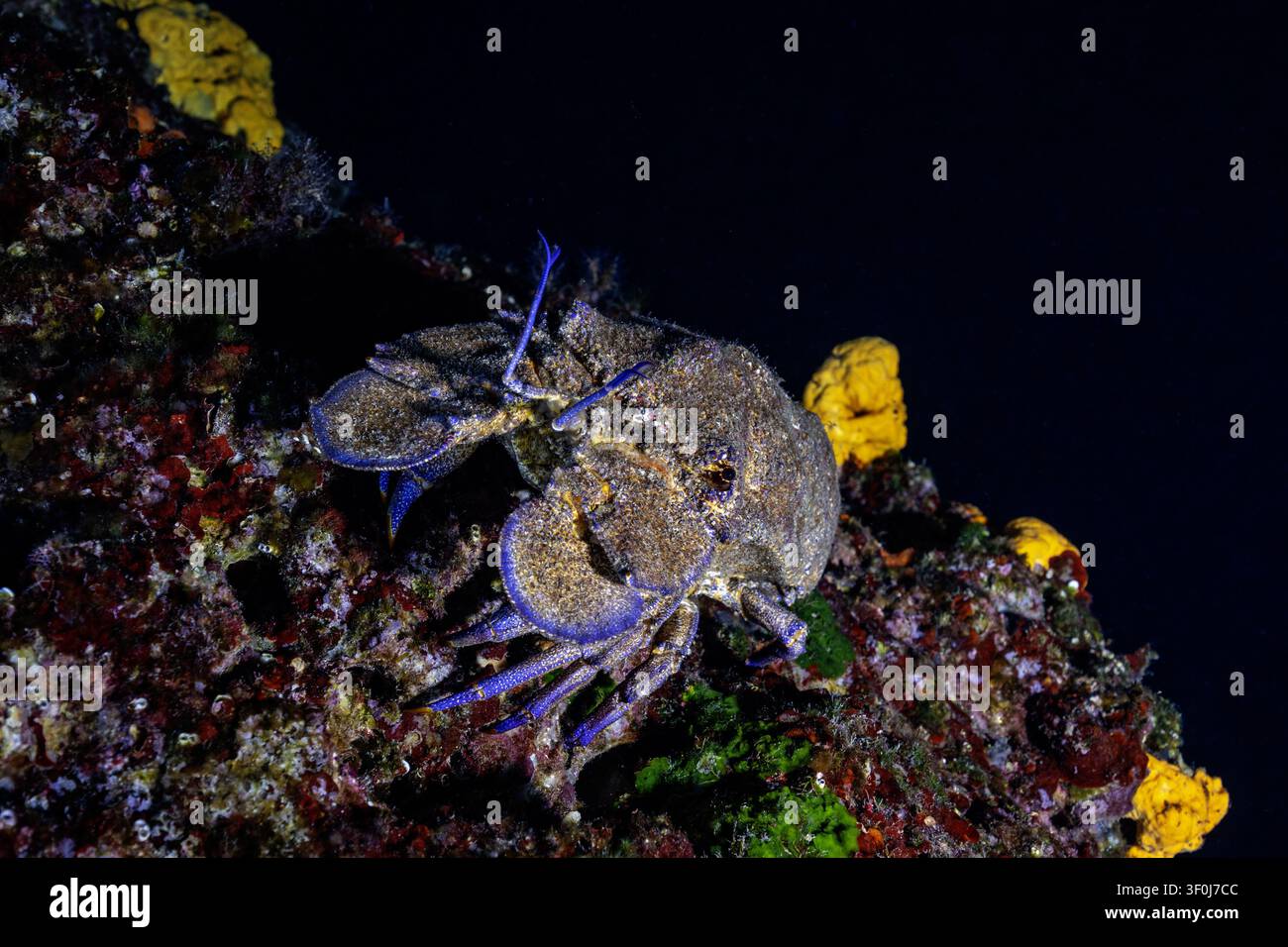 Vue d'un homard méditerranéen reposant sur un récif rocheux couvert d'éponges jaunes et d'algues rouges dans la mer Adriatique près de Dugi otok, Opcina S Banque D'Images