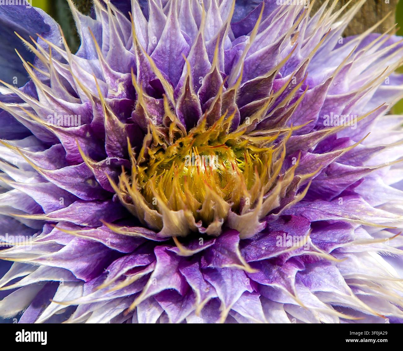 Gros plan d'une fleur de clématite double violette éclatante révélant des pétales superposés complexes et un centre doré lumineux dans une belle lumière naturelle Banque D'Images