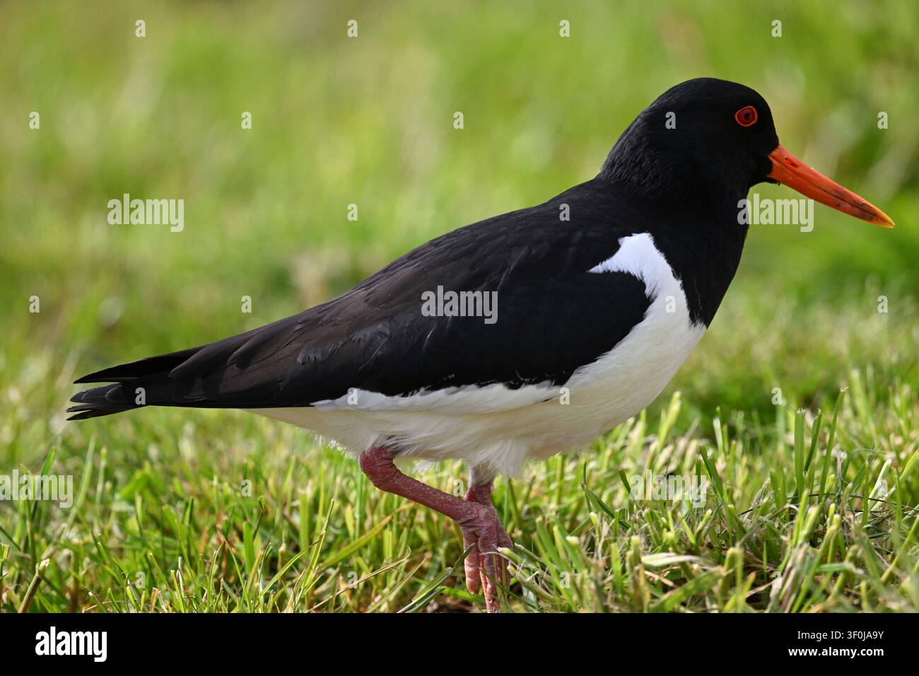 Portrait animalier magnifique d'un huîtrier pie (Haematopus ostralegus) Banque D'Images