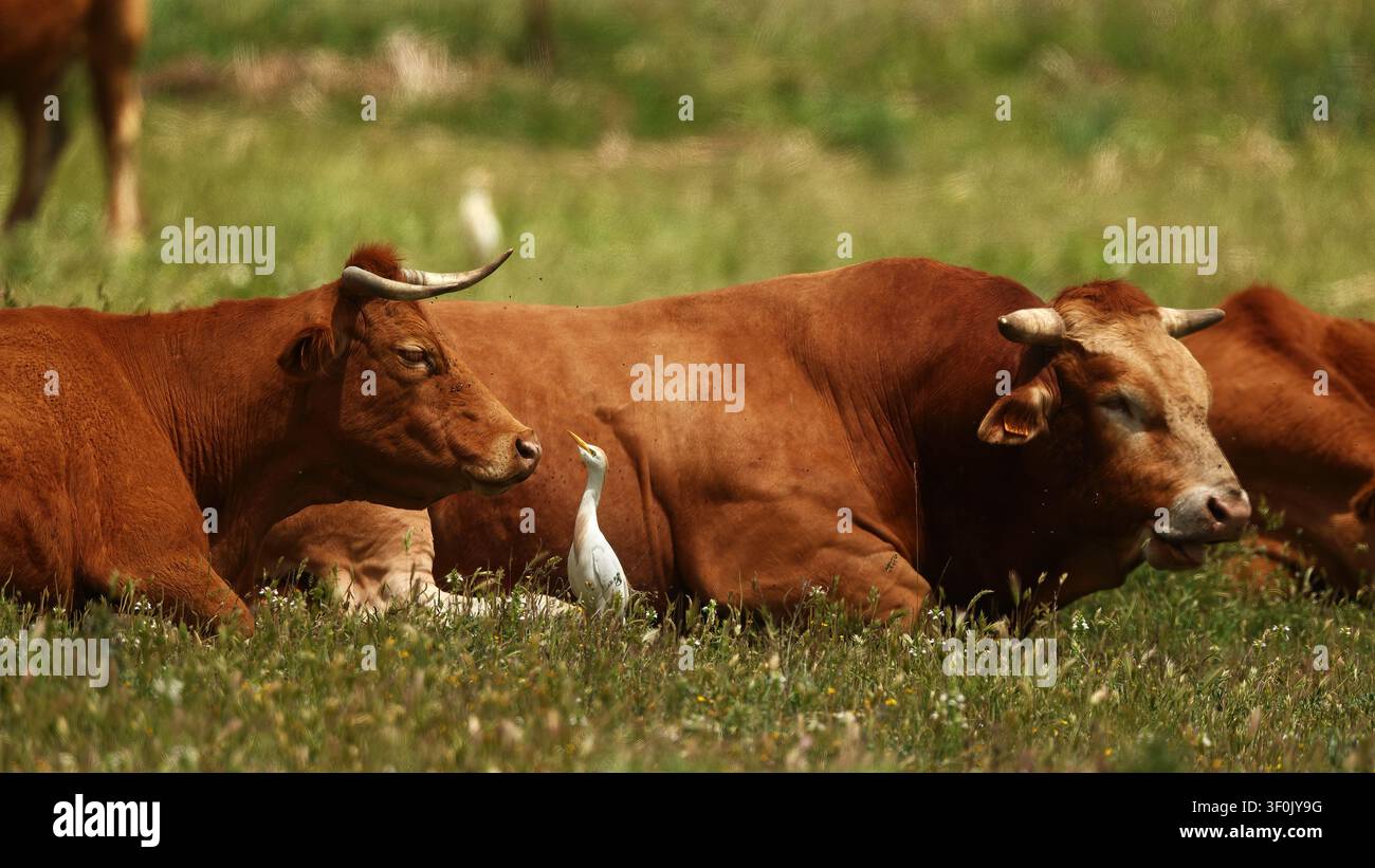 Des bovins bruns se reposent dans une prairie ensoleillée tandis qu'un héron des bovins blanc se tient entre eux, mettant en valeur la vie rurale calme, le pâturage et la faune sauvage Banque D'Images