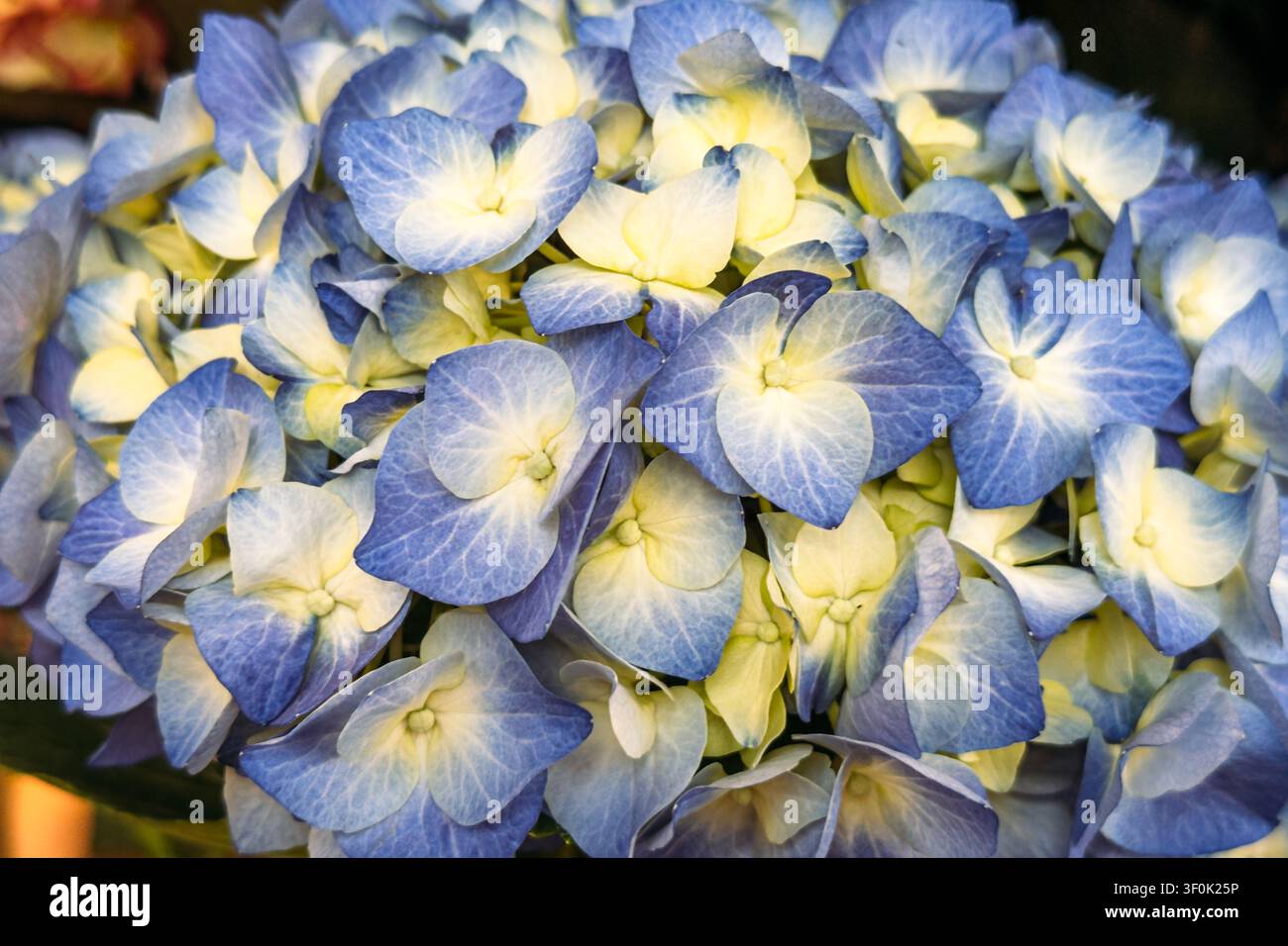 Grossissement extrême d'une tête de fleur d'Hydrangea macrophylla en pleine floraison. Vente en jardinerie, horticulture ornementale, fond floral saisonnier. Banque D'Images