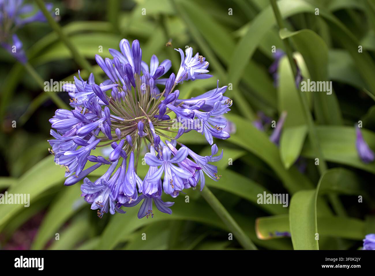 Fleur d’agapanthe violette en grappes, lys du Nil en floraison. Banque D'Images