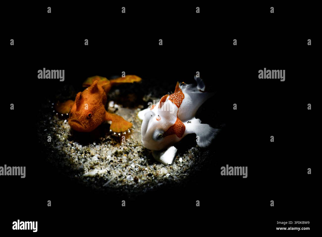 Vue de deux poissons-globe vifs, l'un orange et l'autre blanc avec des motifs rouges, reposant sur le fond sablonneux sous un effet de lumière dirigée à Dauin, Negros Island Re Banque D'Images
