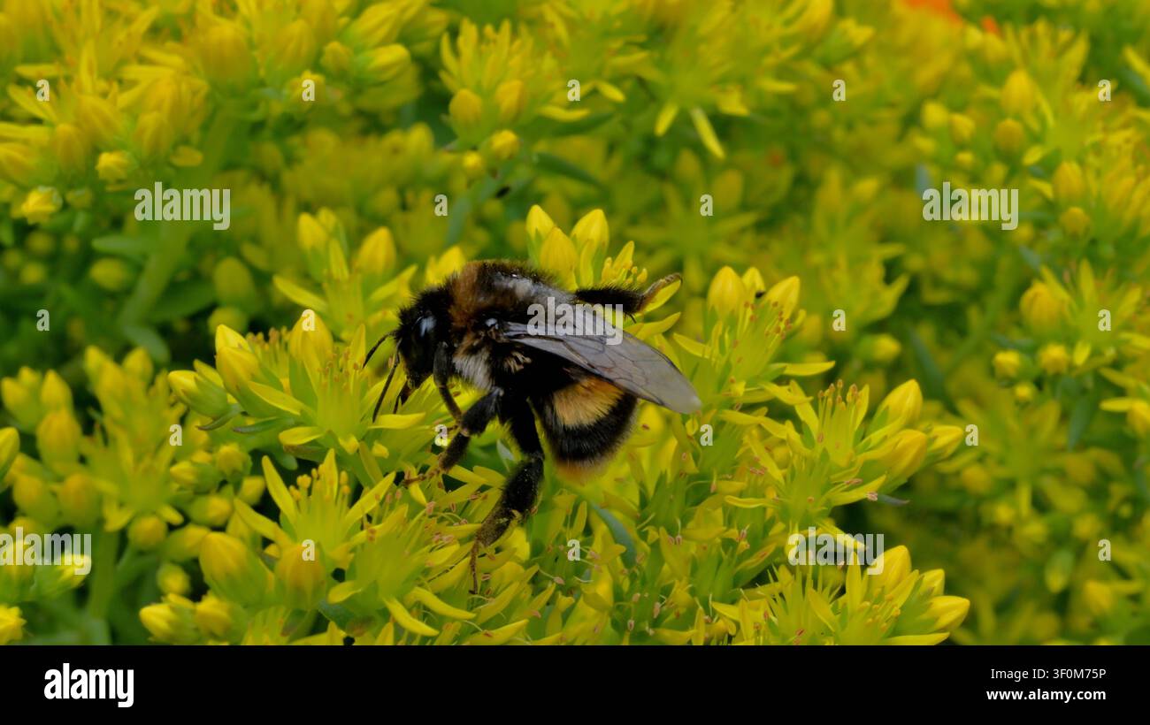 Image en gros plan d'un bourdon se nourrissant de sedum (Sedum) Banque D'Images