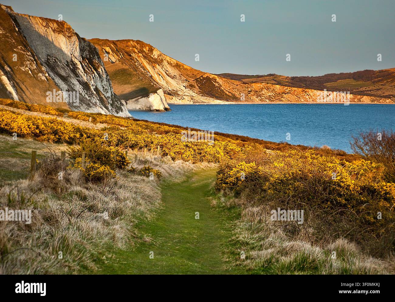 Sentier côtier du Dorset baigné d'une lumière dorée du soir avec des buissons de genêts jaunes éclatants, des falaises de craie dramatiques et une mer tranquille le long de la côte jurassique du Royaume-Uni Banque D'Images