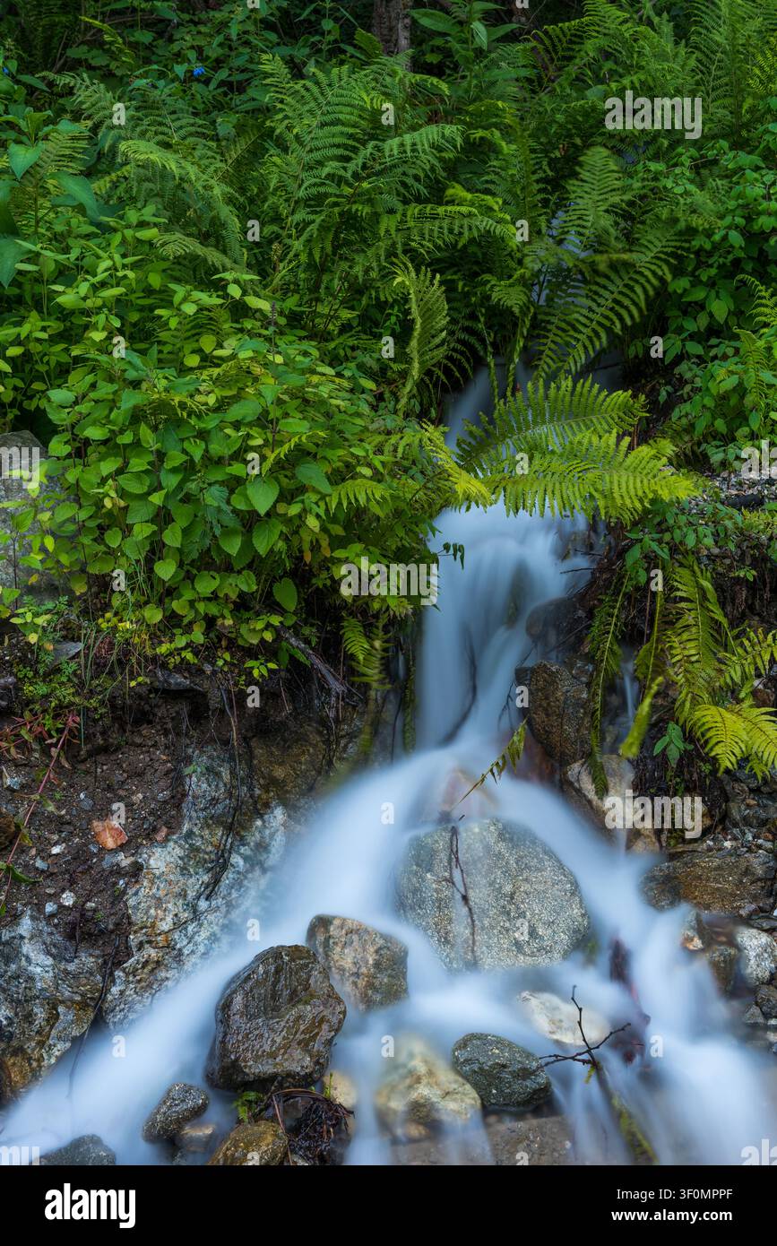 Un petit ruisseau de montagne cascade sur des rochers de granit moussus à travers une végétation dense de fougères et d'arbustes à feuilles larges dans une forêt tempérée. Banque D'Images