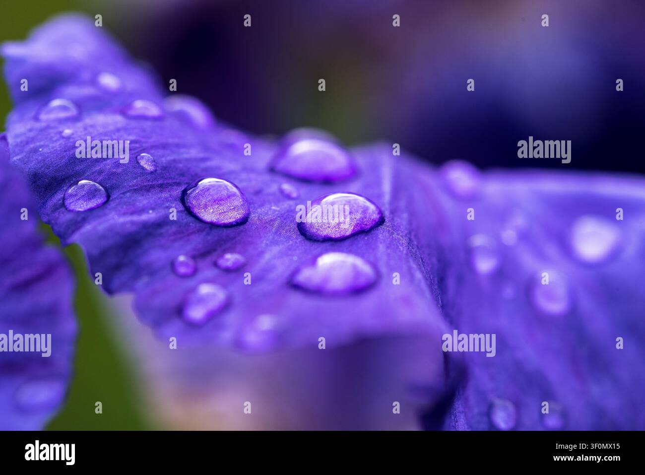 Extrême gros plan macro des pétales de fleur d'iris violet profond recouverts de gouttelettes de pluie sphériques. Banque D'Images