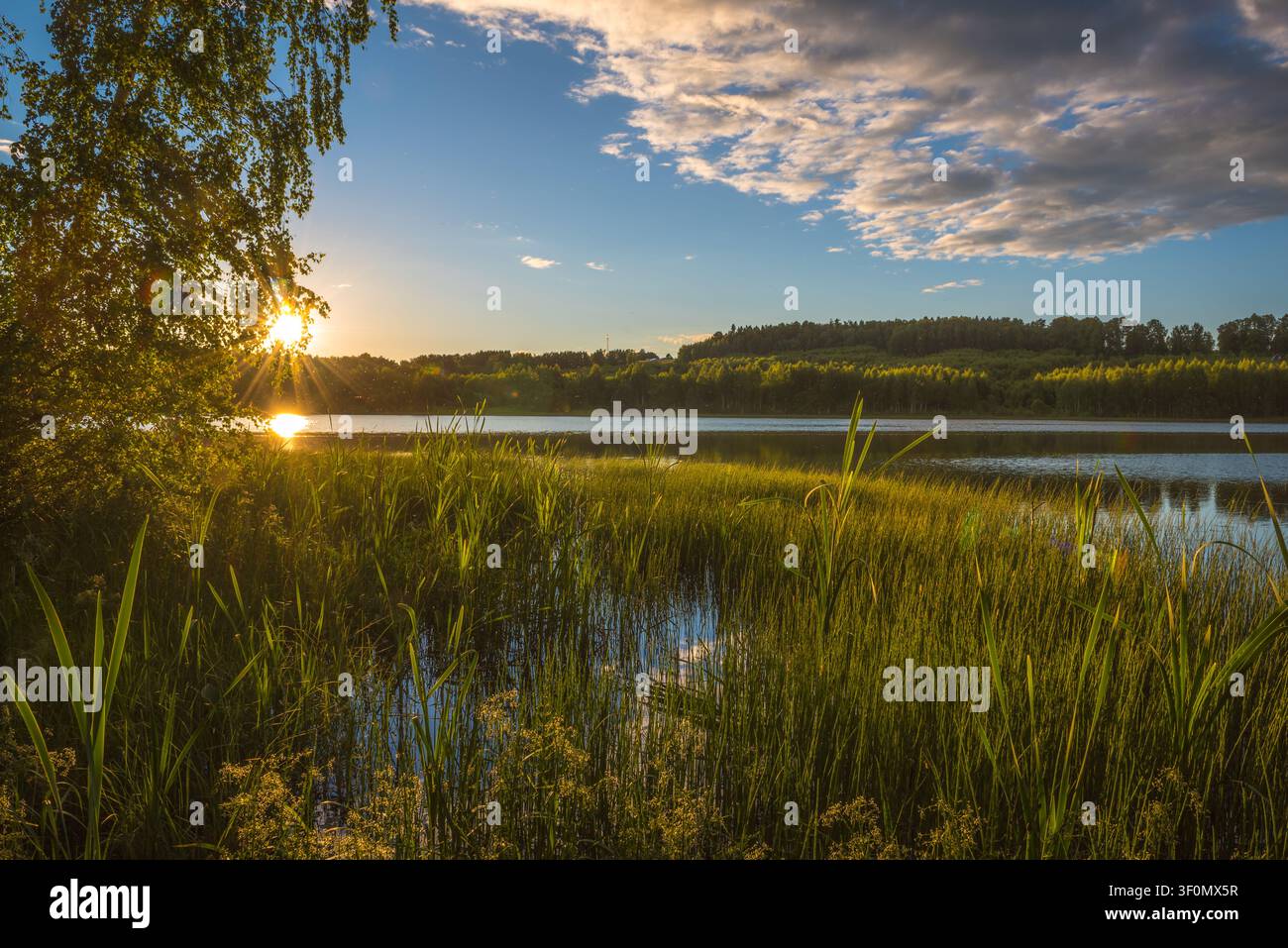 Un lac forestier tranquille dans la campagne russe est encadré par des roseaux et des carex luxuriants au premier plan. Banque D'Images
