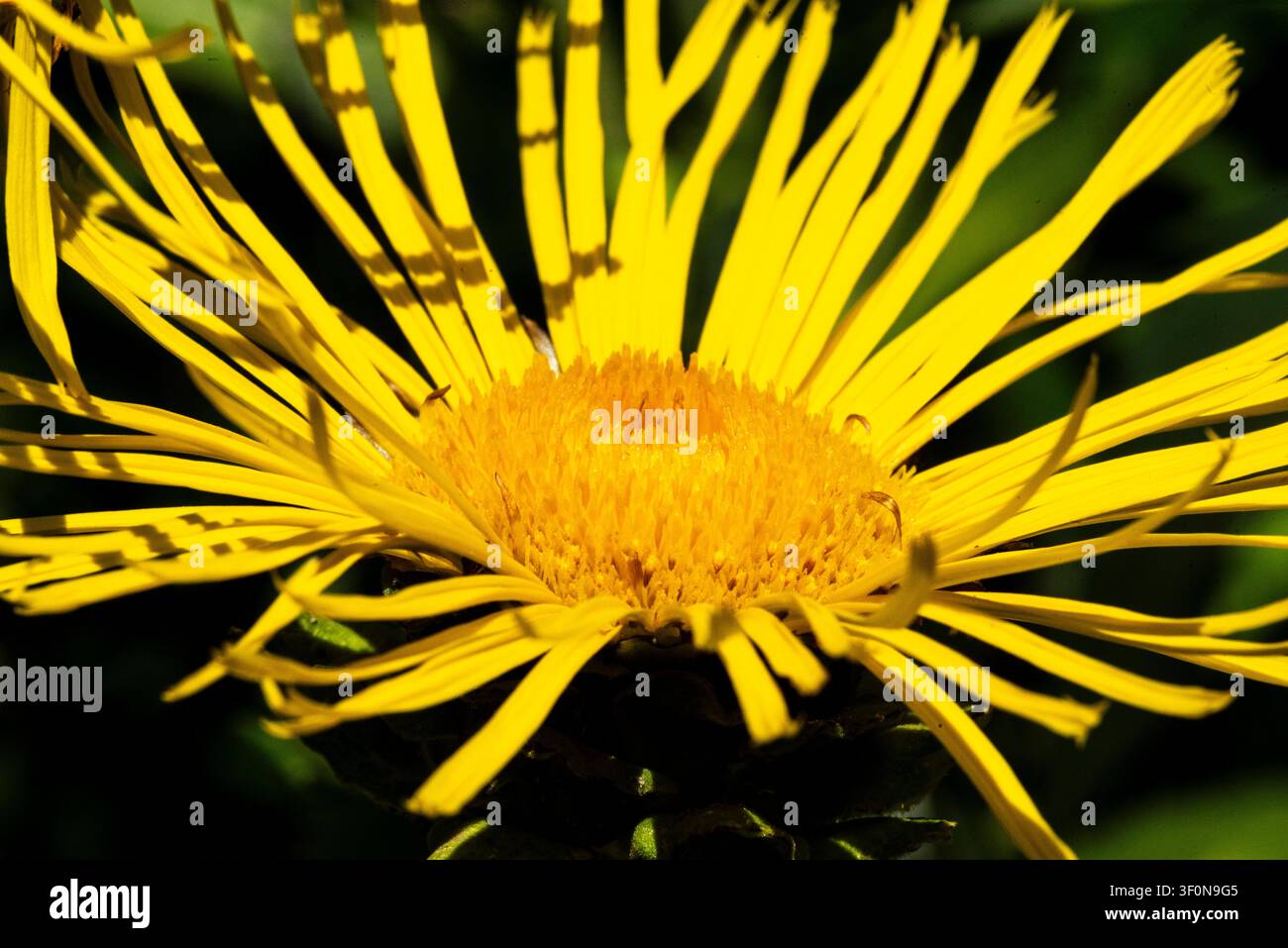 Inula Elecampane Helenium Asteraceae. Grandes fleurs jaunes semblables à des marguerites. Banque D'Images