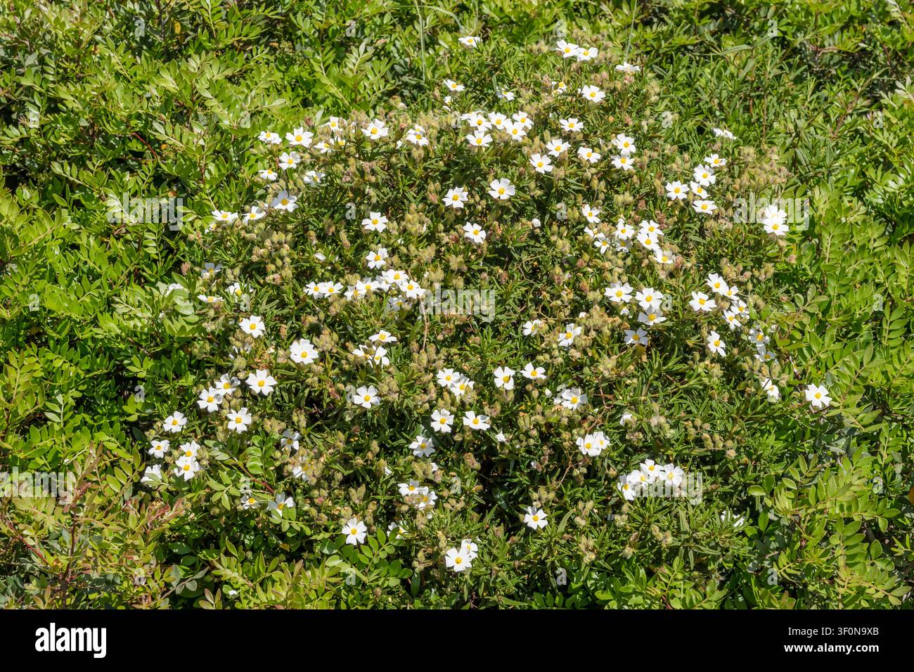 Arbre Cistus Monspeliensis en fleurs sur le rivage méditerranéen, photographié dans une lumière printanière éclatante à Is Praneddas, île de Sant Antioco, Cagli Banque D'Images