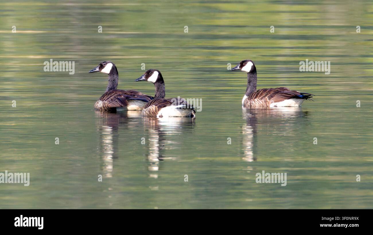 Trois bernaches du Canada nageant sur le lac Cushman dans l'État de Washington Banque D'Images