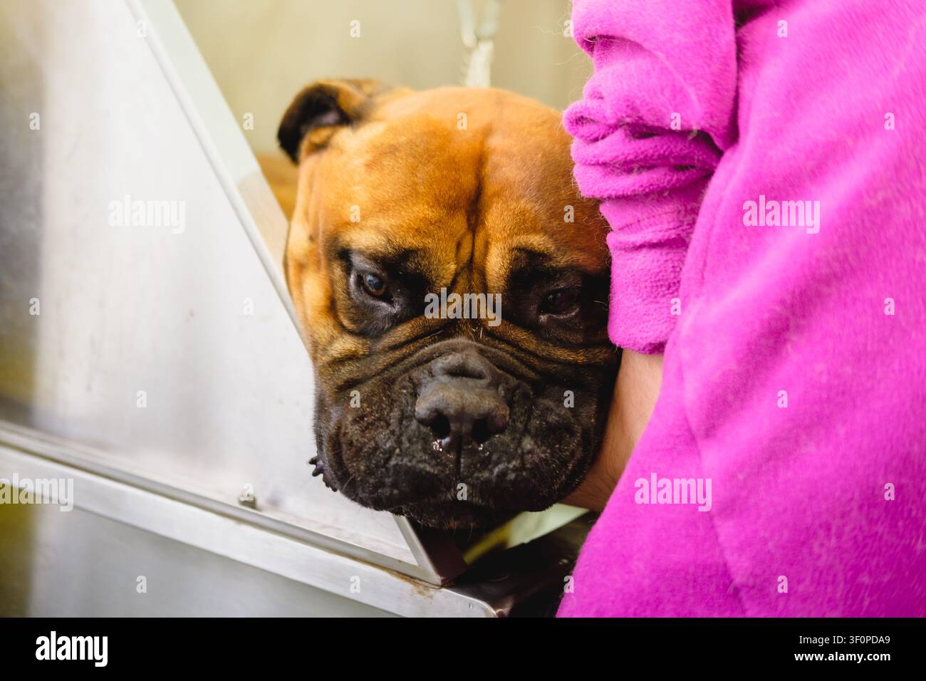 Chien Bullmastiff recevant un service professionnel de toilettage et de bain dans un salon pour animaux Banque D'Images