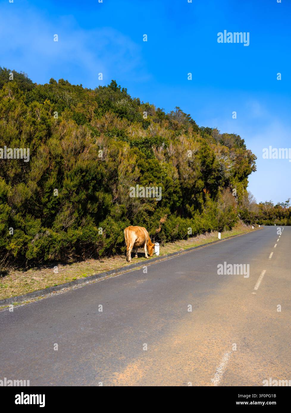 Vache sur la route sur l'île de Madère (Portugal) Banque D'Images