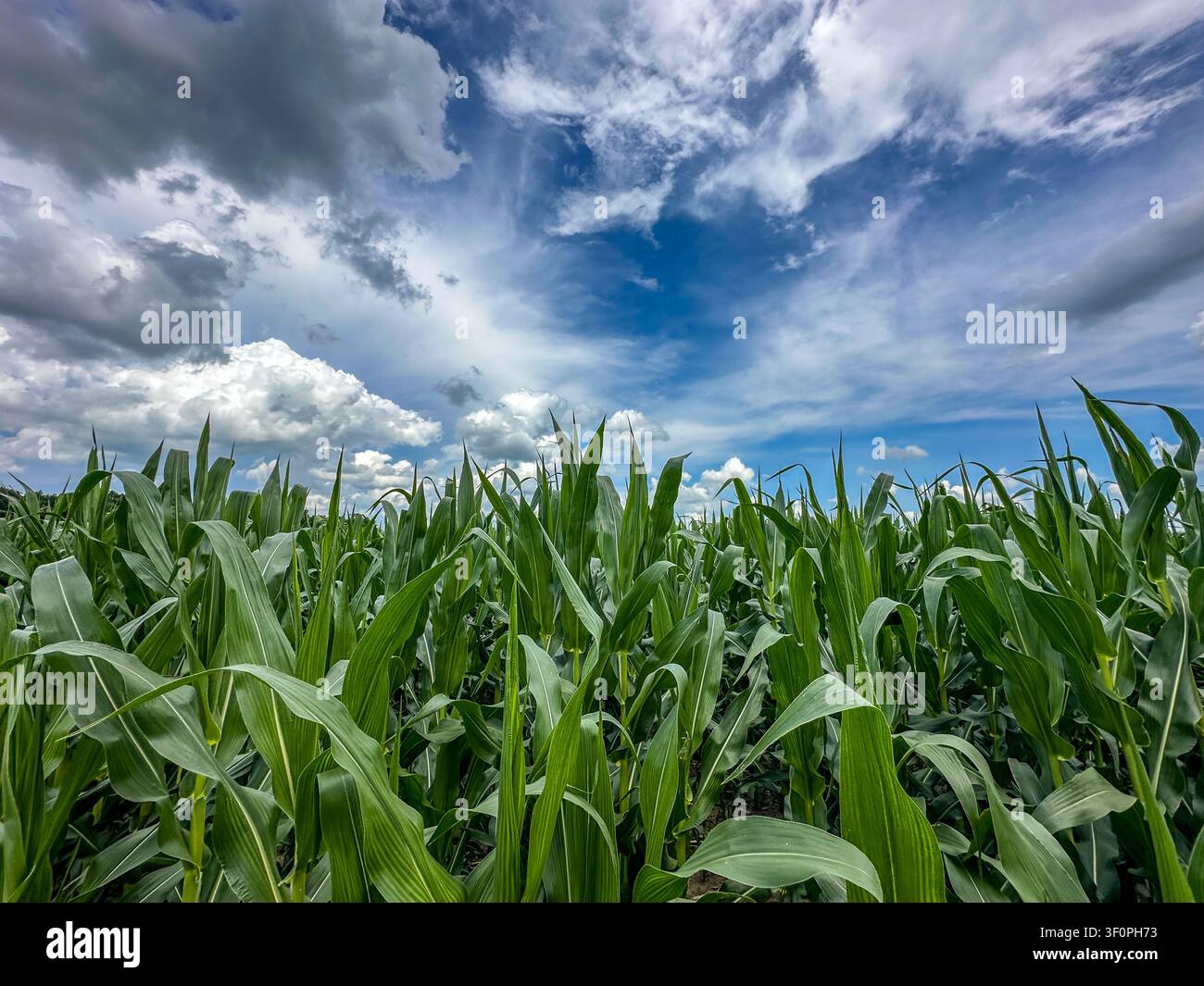 Plantes de maïs d'un vert éclatant dans un champ agricole sous un ciel bleu parsemé de nuages blancs Banque D'Images