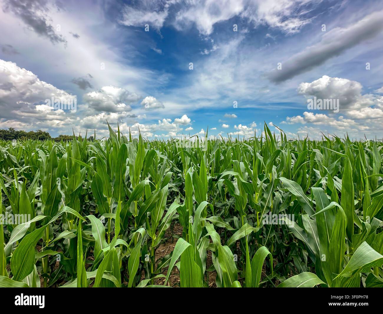 Plantes de maïs d'un vert éclatant dans un champ agricole sous un ciel bleu parsemé de nuages blancs Banque D'Images