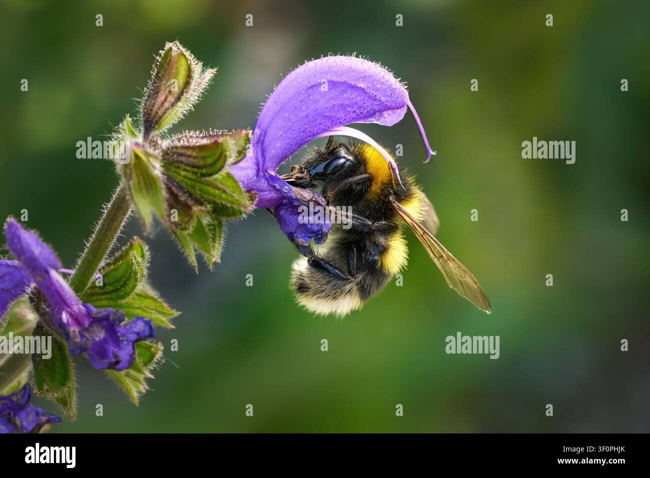 Bourdonnais des jardins (Bombus hortorum) sur une fleur de sauge des prés (Salvia pratensis) Banque D'Images