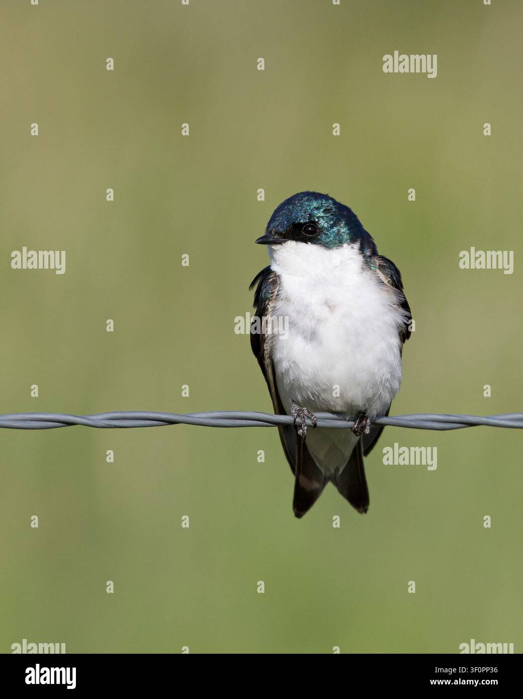 Hirondelle arboricole aux plumes bleu-vert irisé perchée sur une clôture en fil de fer au parc national des Prairies, Saskatchewan, Canada Banque D'Images