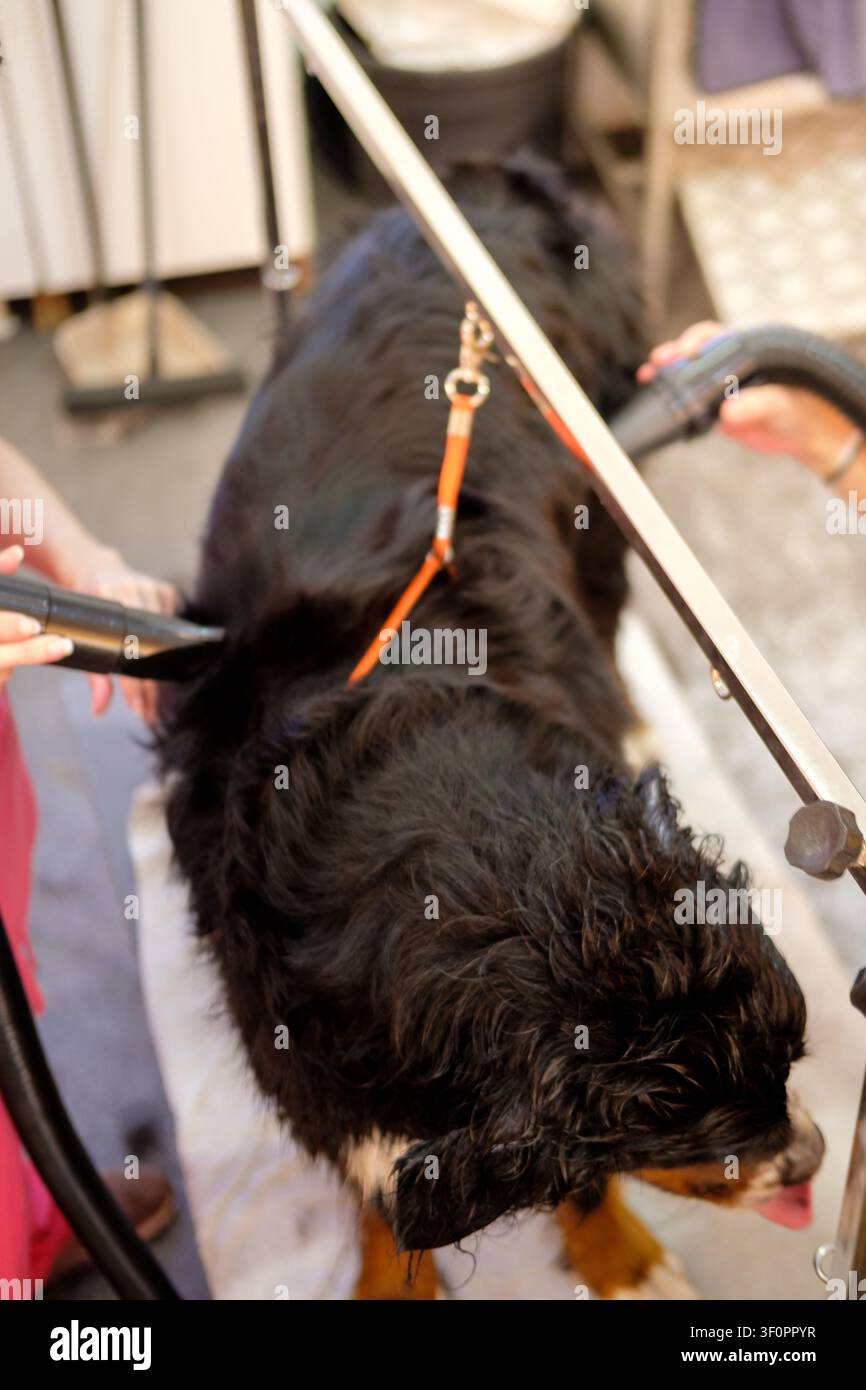 Toilettant professionnel séchant un chien de montagne bernois mouillé avec un sèche-cheveux après le bain Banque D'Images
