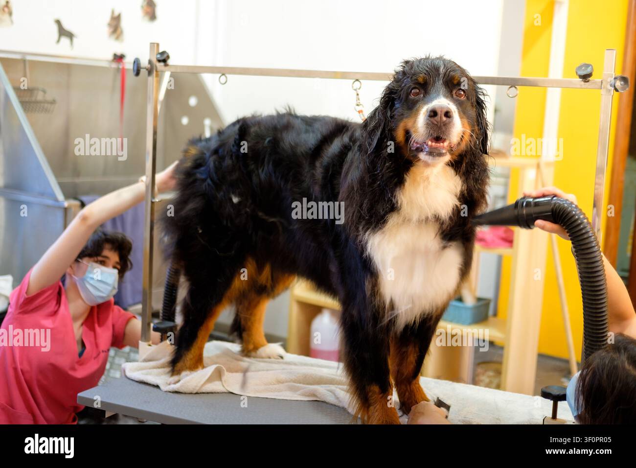 Berger bernois dont la fourrure est séchée par un groomer dans un salon pour animaux Banque D'Images