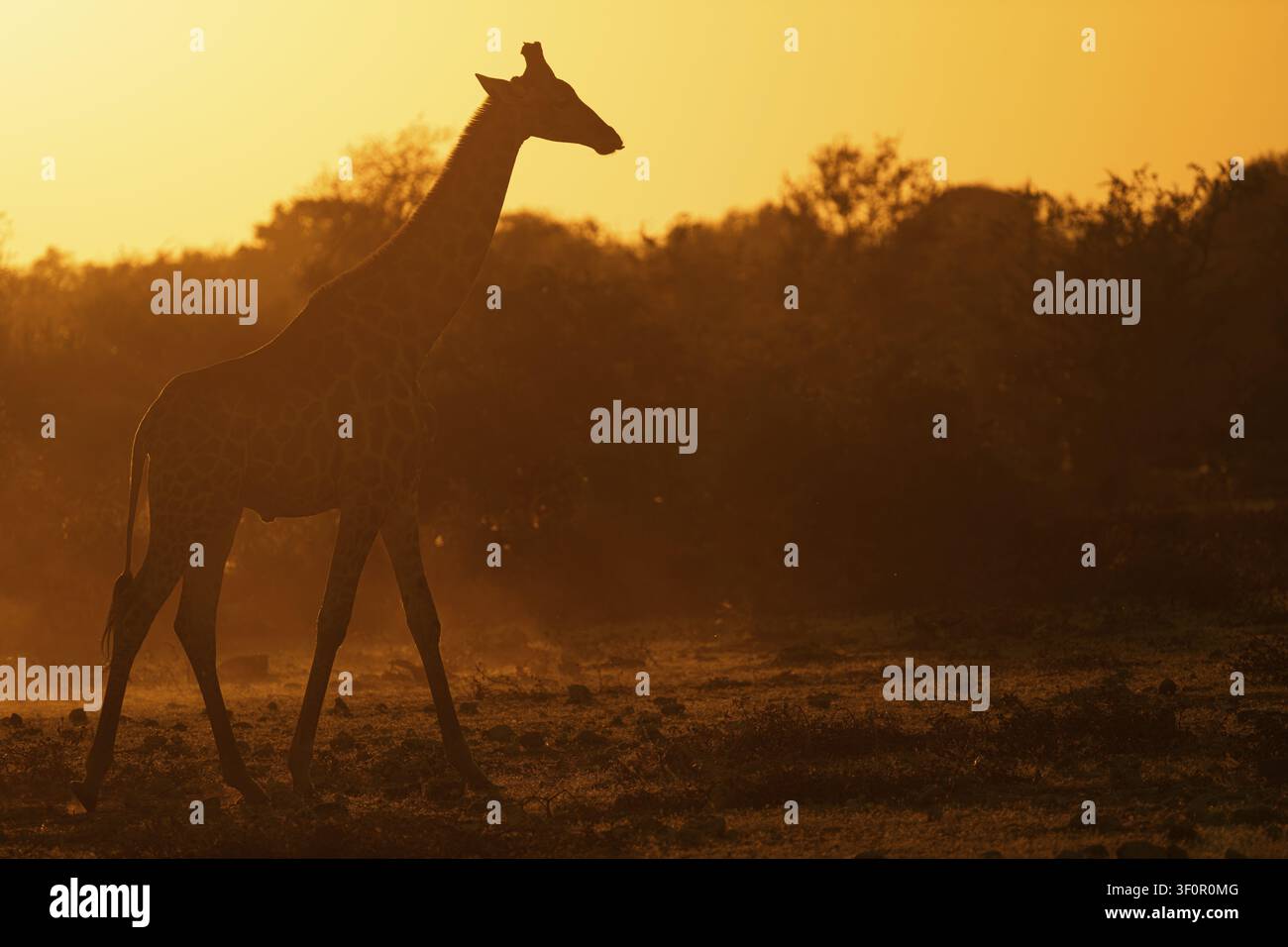 Une girafe angolaise (Giraffa camelopardalis angolensis) avance dans la savane boisée au coucher du soleil, parc national d'Etosha, Namibie Banque D'Images