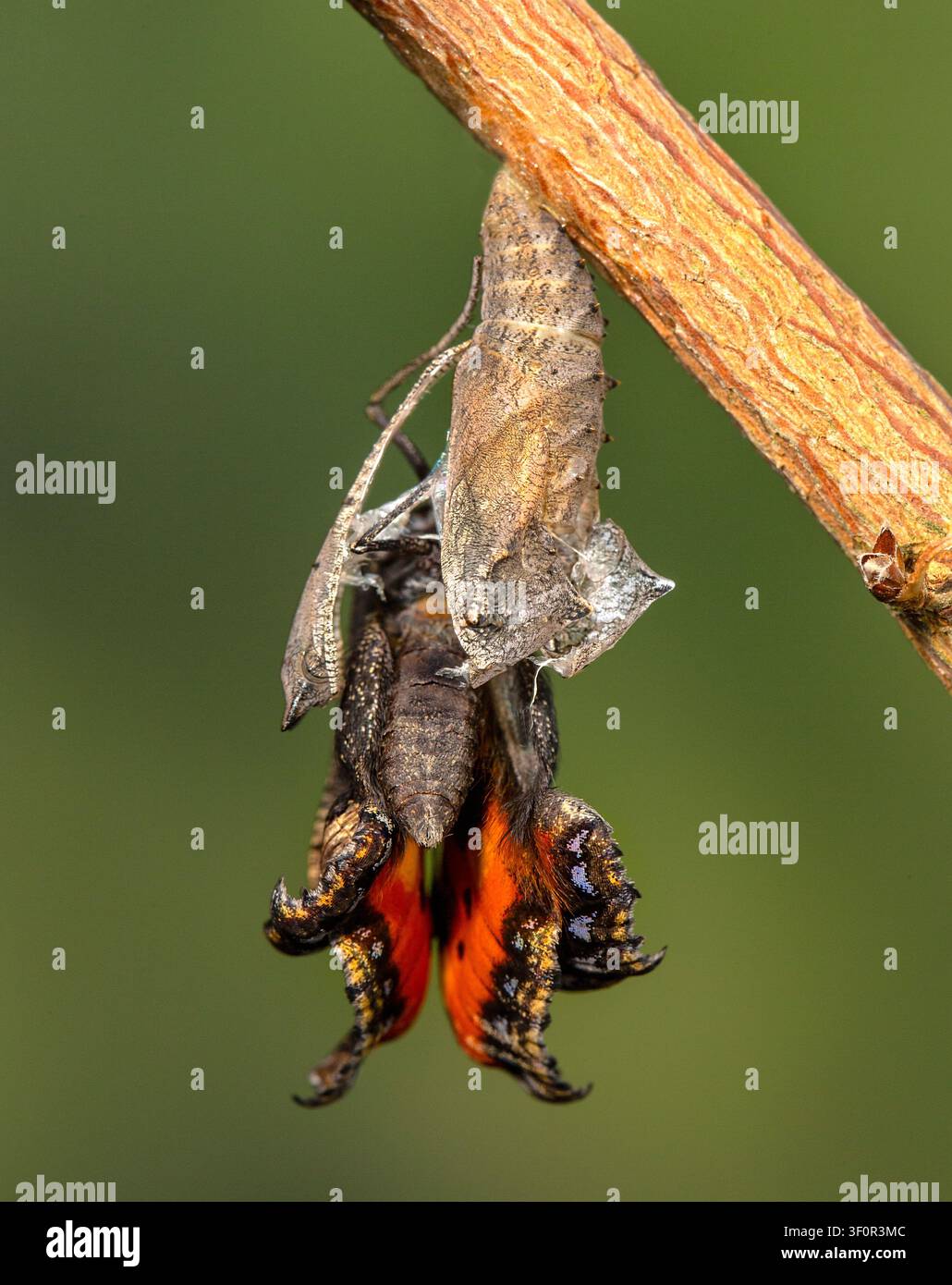 Petit papillon tortue émergeant de sa chrysalide, un beau symbole de nouvelle vie, d'espoir et des merveilles éternelles de la nature Banque D'Images