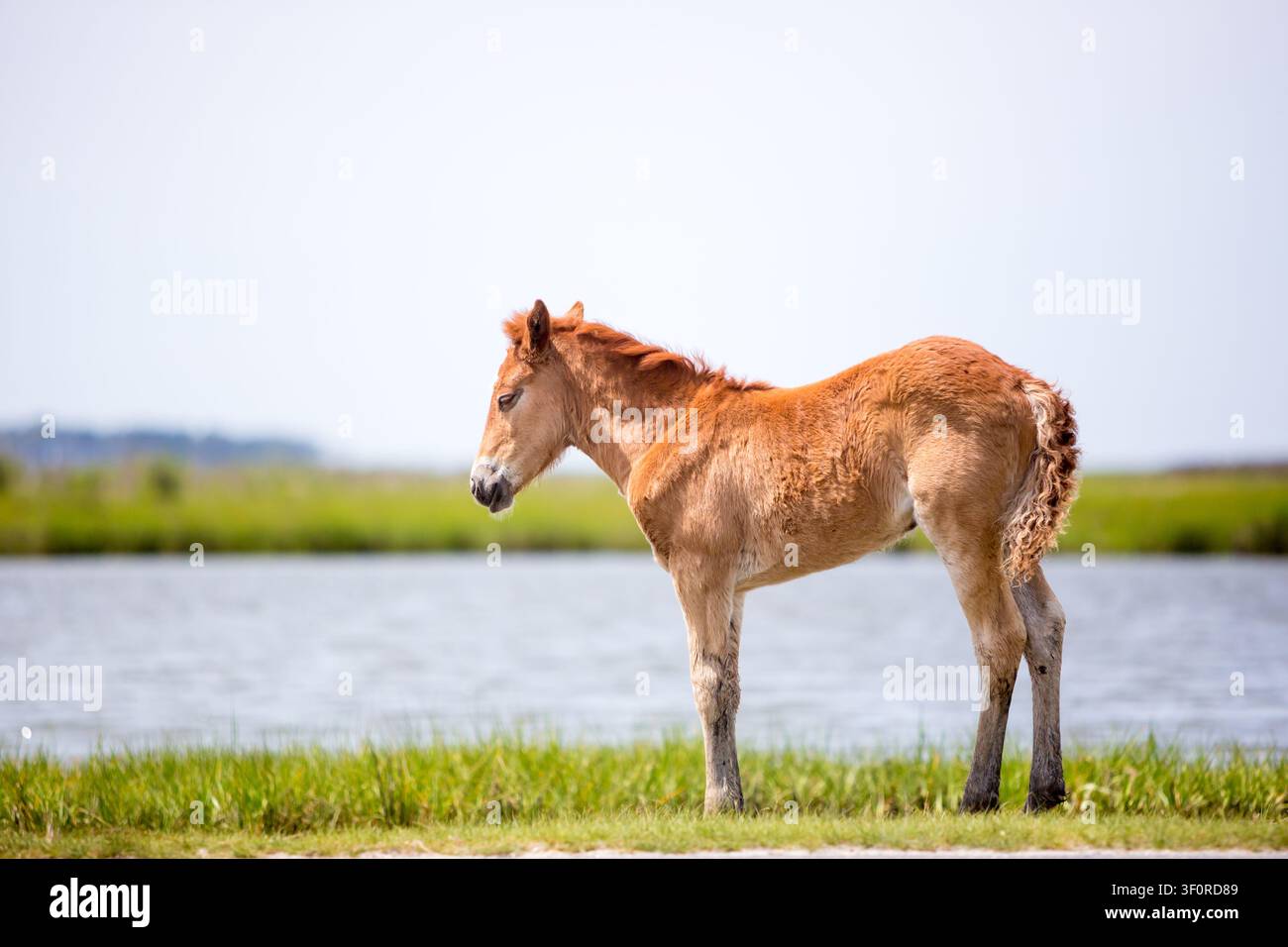 Un poulain sauvage (Equus caballus) dans les zones humides de marais salant à Assateague Island National Seashore, Maryland Banque D'Images