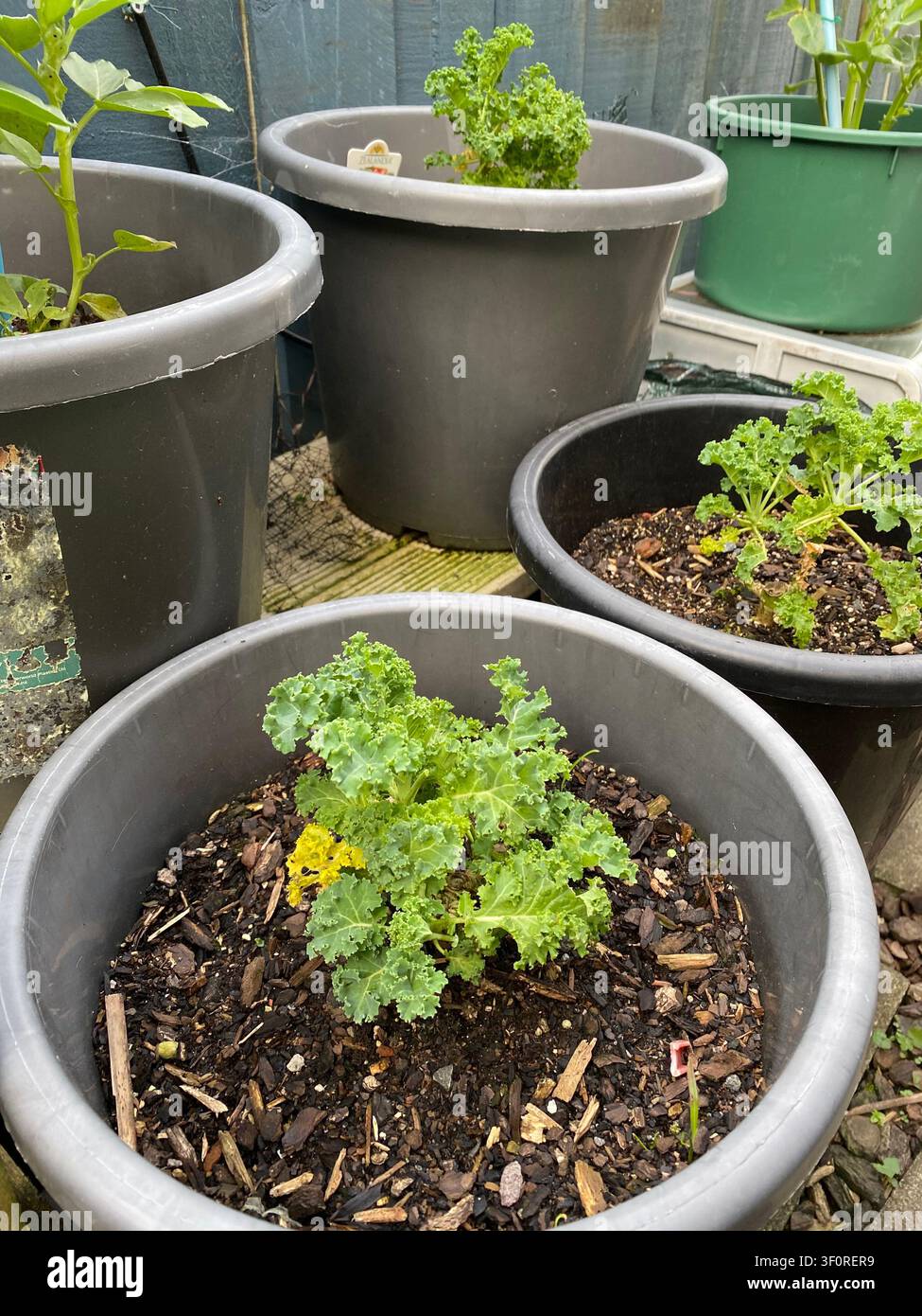Plantes de chou kale en pot poussant dans des contenants en plastique disposés sur une terrasse en bois avec de la terreau et du paillis visibles. Jeunes plants de chou kale à feuilles frisées montrant Banque D'Images