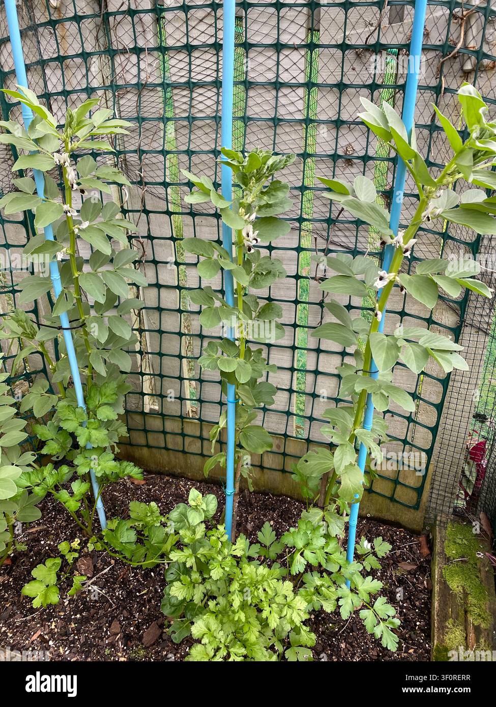 Plantes de fève large avec des fleurs tachetées de blanc et de noir cultivées sur un treillis vertical avec des tuteurs bleus dans un lit surélevé entouré de persil an Banque D'Images