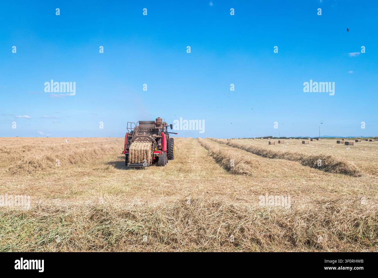 Une balleuse carrée rouge tirée par un tracteur à travers un champ de foin doré baigné de soleil, collectant et comprimant l'herbe sèche en grands ballots carrés. Banque D'Images