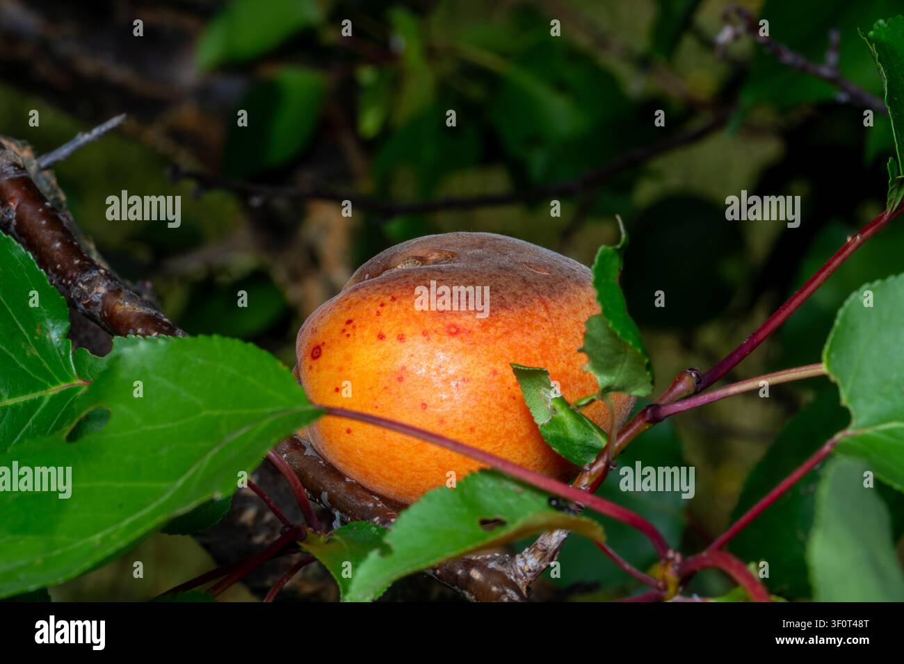Abricot pourri sur l’arbre fruitier, infestation par Monilia laxa, maladie des plantes Banque D'Images