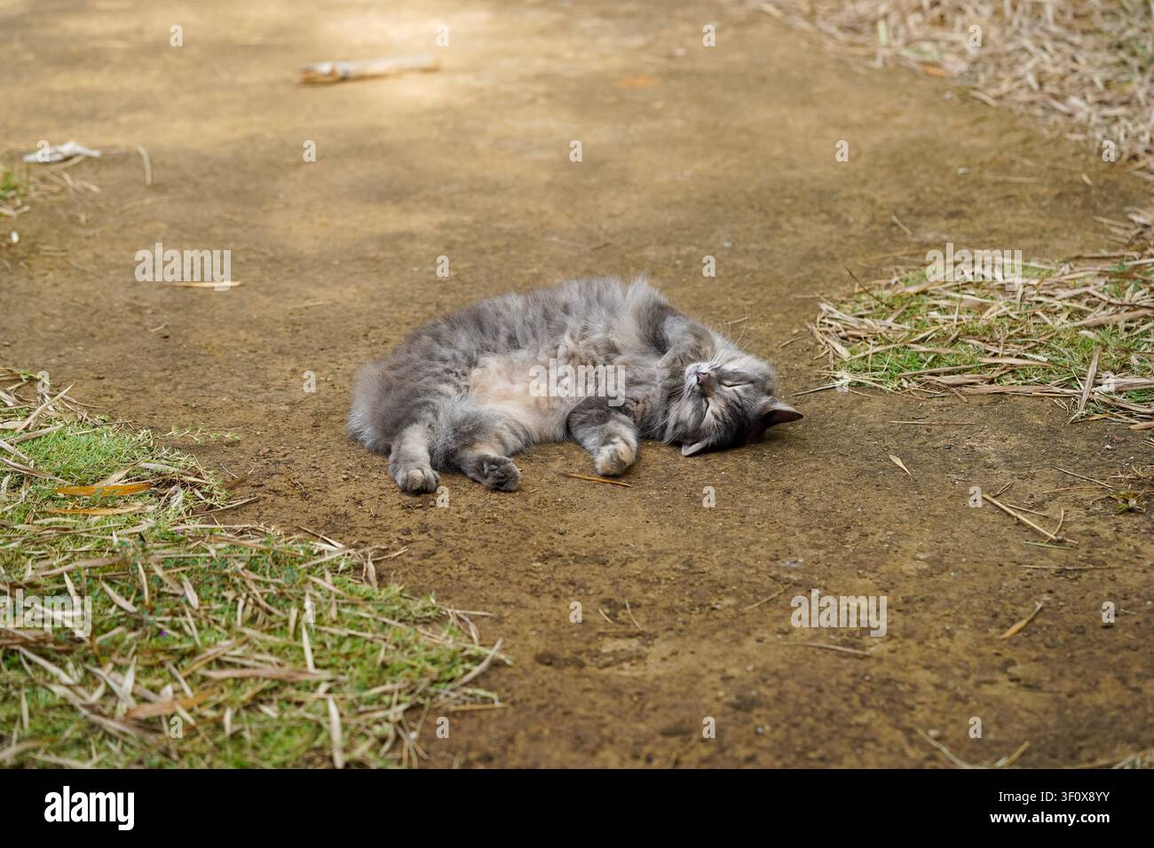 Un beau chat tigré gris et duveteux à poils longs est capturé endormi sur un chemin de terre chaud et naturel. Ses yeux sont doucement fermés, exprimant la paix Banque D'Images