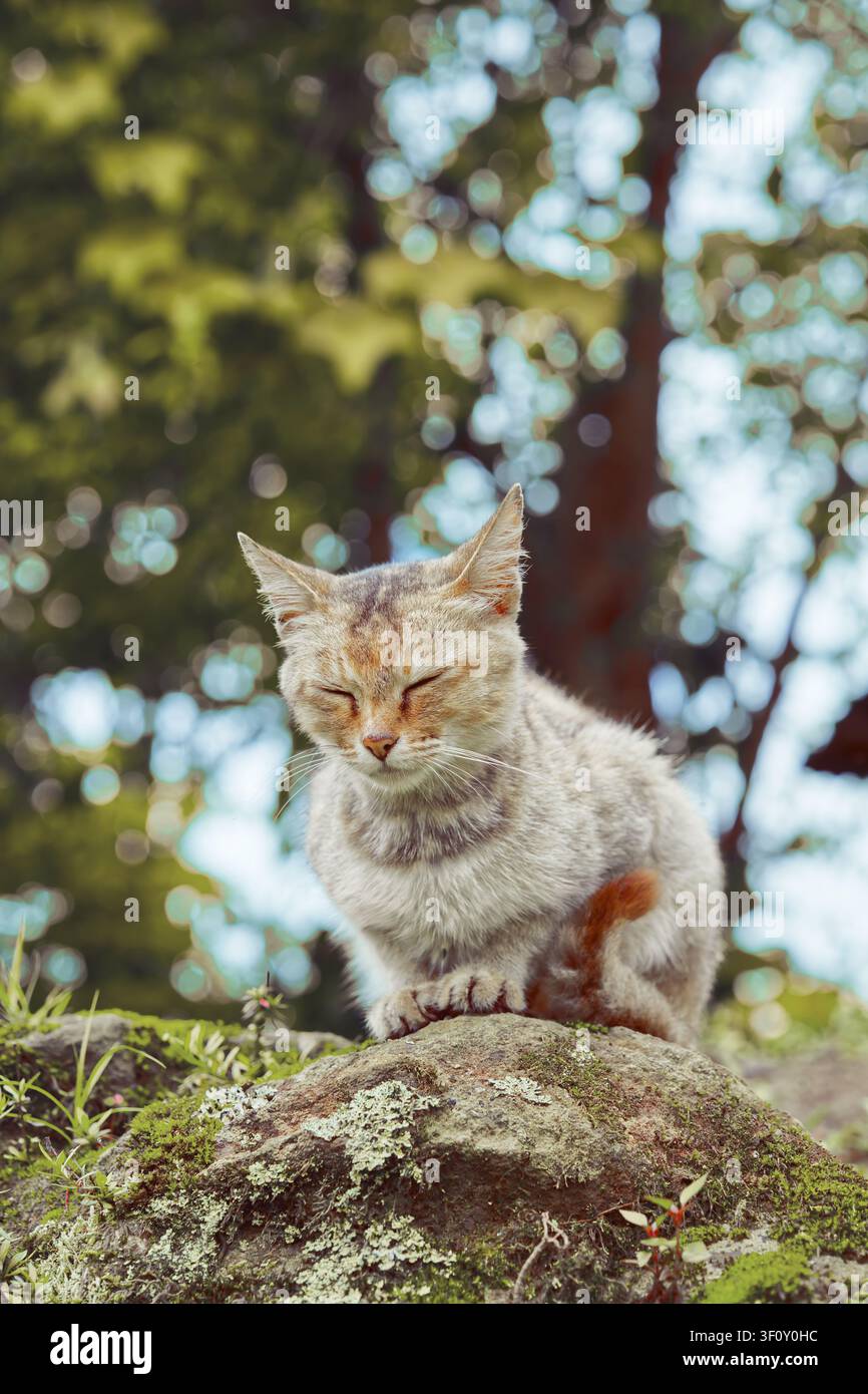 Un plan vertical d'un chat profitant d'une sieste dans un environnement naturel Banque D'Images
