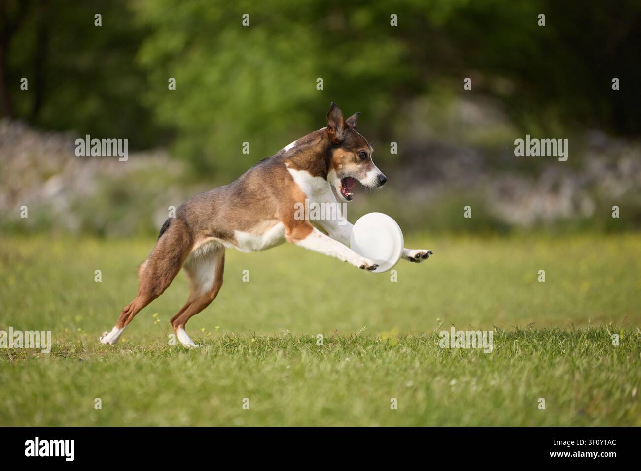 Un chien de race mixte porte un frisbee tout en courant à travers un champ herbeux. Le mouvement athlétique et le jeu en plein air créent une atmosphère animée. Banque D'Images