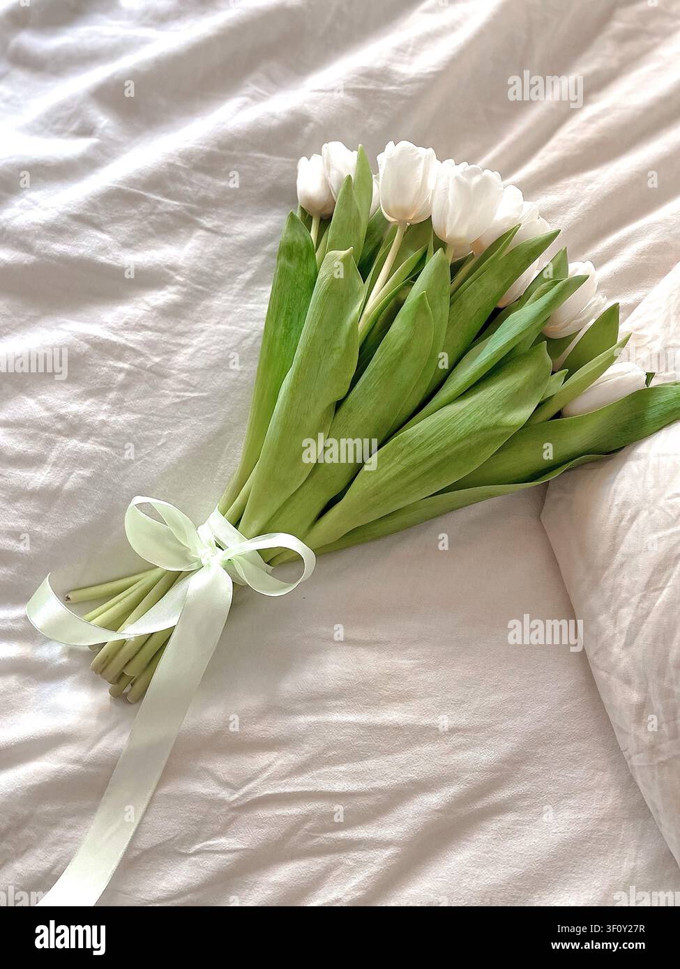 Bouquet de tulipes blanches noué avec un ruban sur une parure de lit douce sous une lumière naturelle du matin, nature morte florale minimaliste avec une atmosphère domestique chaleureuse. - Image de stock capturée avec un smartphone