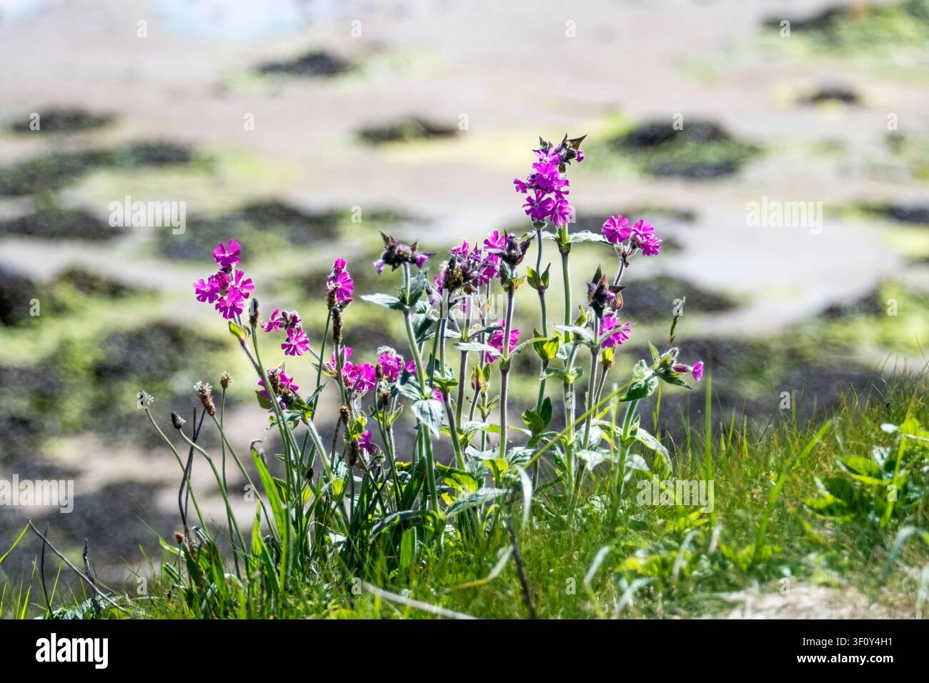 Spermaline rouge des Shetland, Silene dioica ssp. zetlandica. Étang de Virkie, Mainland des Shetland. Banque D'Images