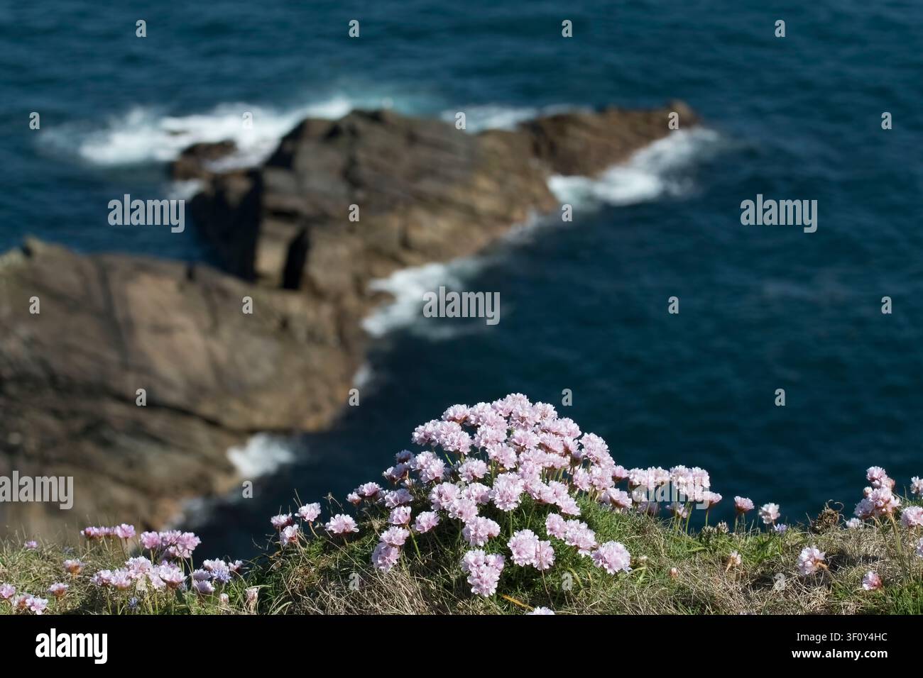 Thrift, Armeria maritima. Croissant sur les falaises de Sumburgh Head, Shetland Mainland. Banque D'Images