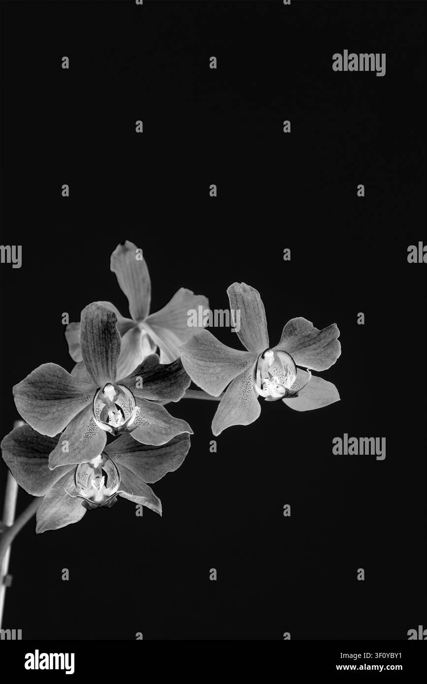 Photographie macro en noir et blanc d'orchidées Phalaenopsis avec des centres brillant comme des diodes organiques sur un fond noir profond Banque D'Images