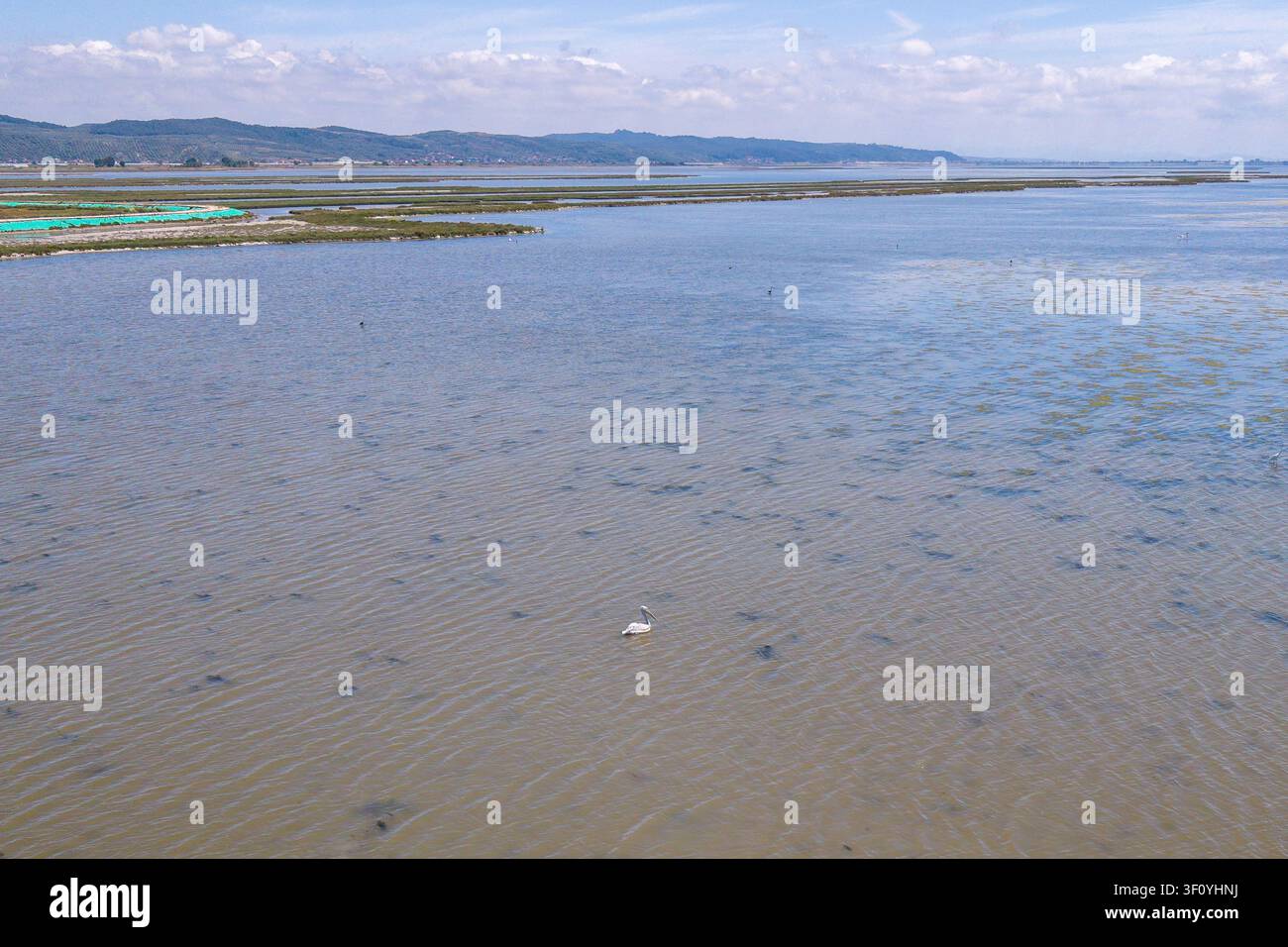 Vue aérienne d’un pélican dalmate (Pelecanus crispus) flottant sur la vaste lagune du parc national de Divjakë-Karavasta, en Albanie Banque D'Images