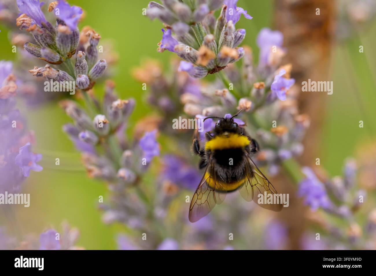gros plan d'une bourdonne (genre Bombus) sur une fleur de lavande en train de collecter du pollen Banque D'Images