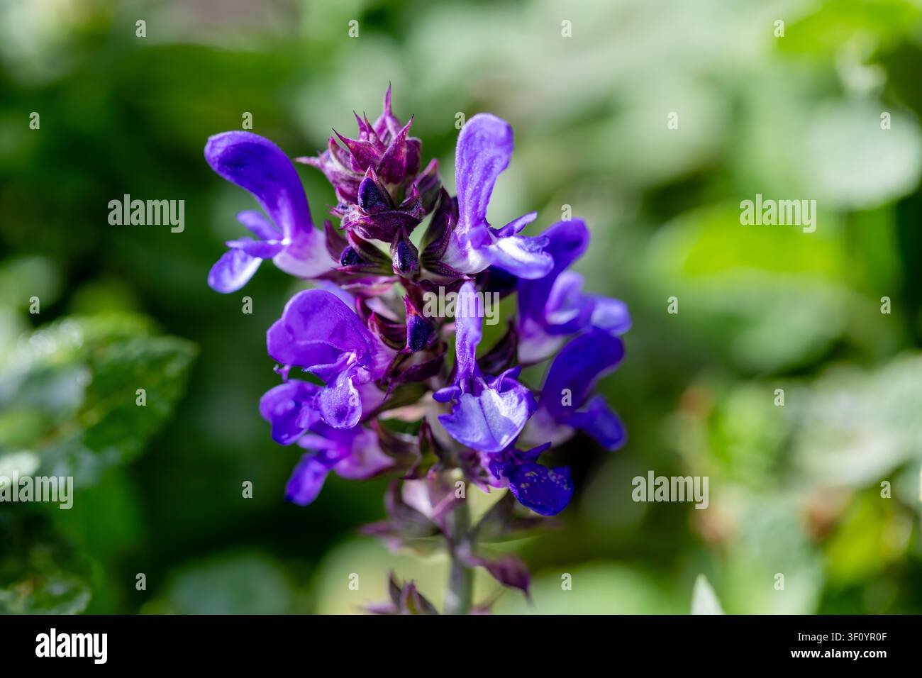 Gros plan de Salvia nemorosa Blue Marvel Banque D'Images