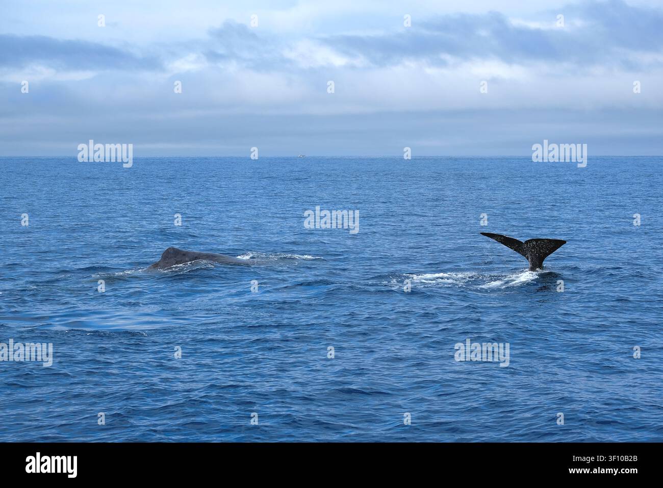 Deux cachalots plongeant dans l'océan Atlantique, un paysage de vie marine rare et étonnant, Açores Banque D'Images