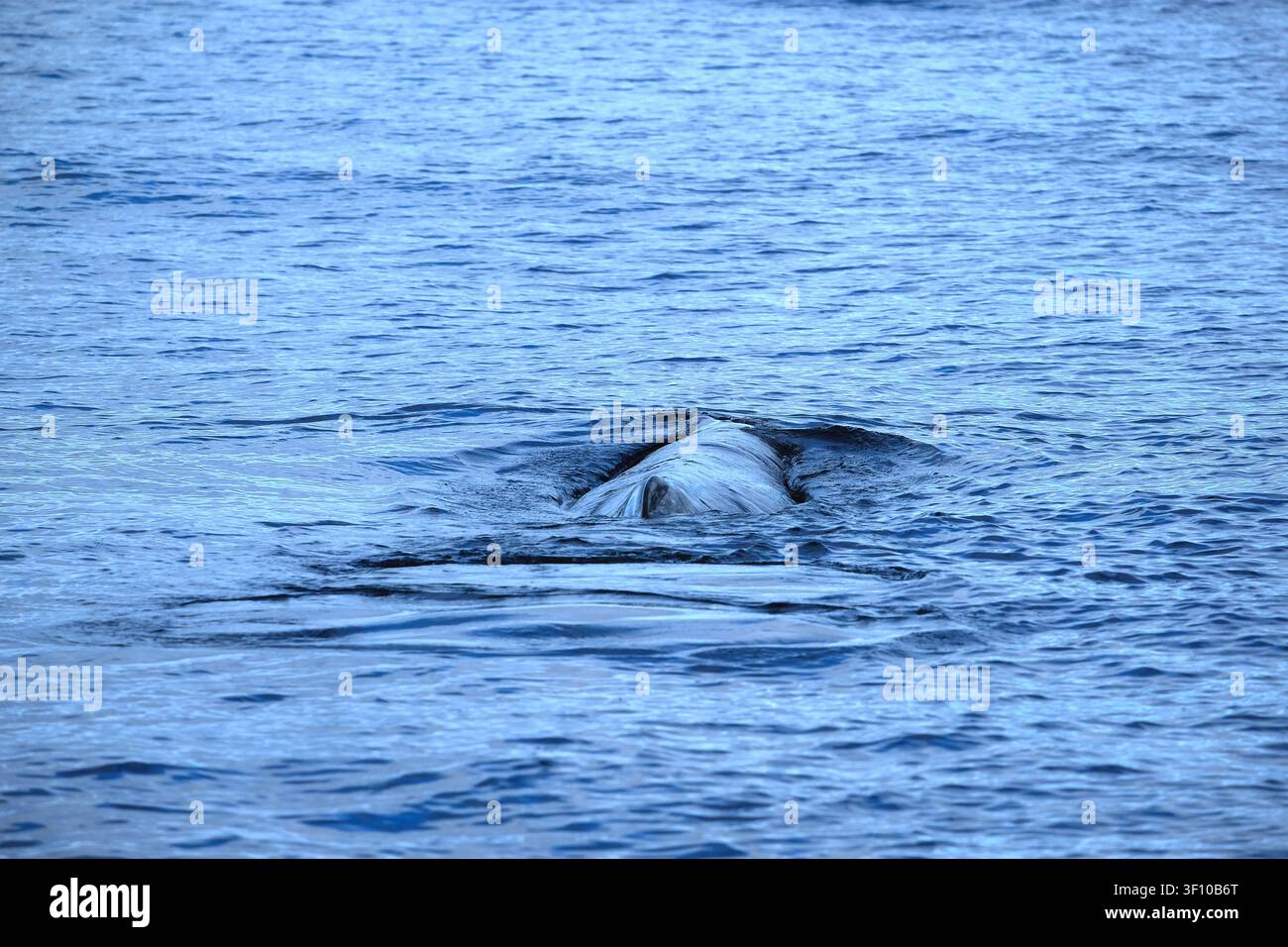 Vue rapprochée et détaillée de derrière du dos d'un cachalot nageant, océan Atlantique Banque D'Images