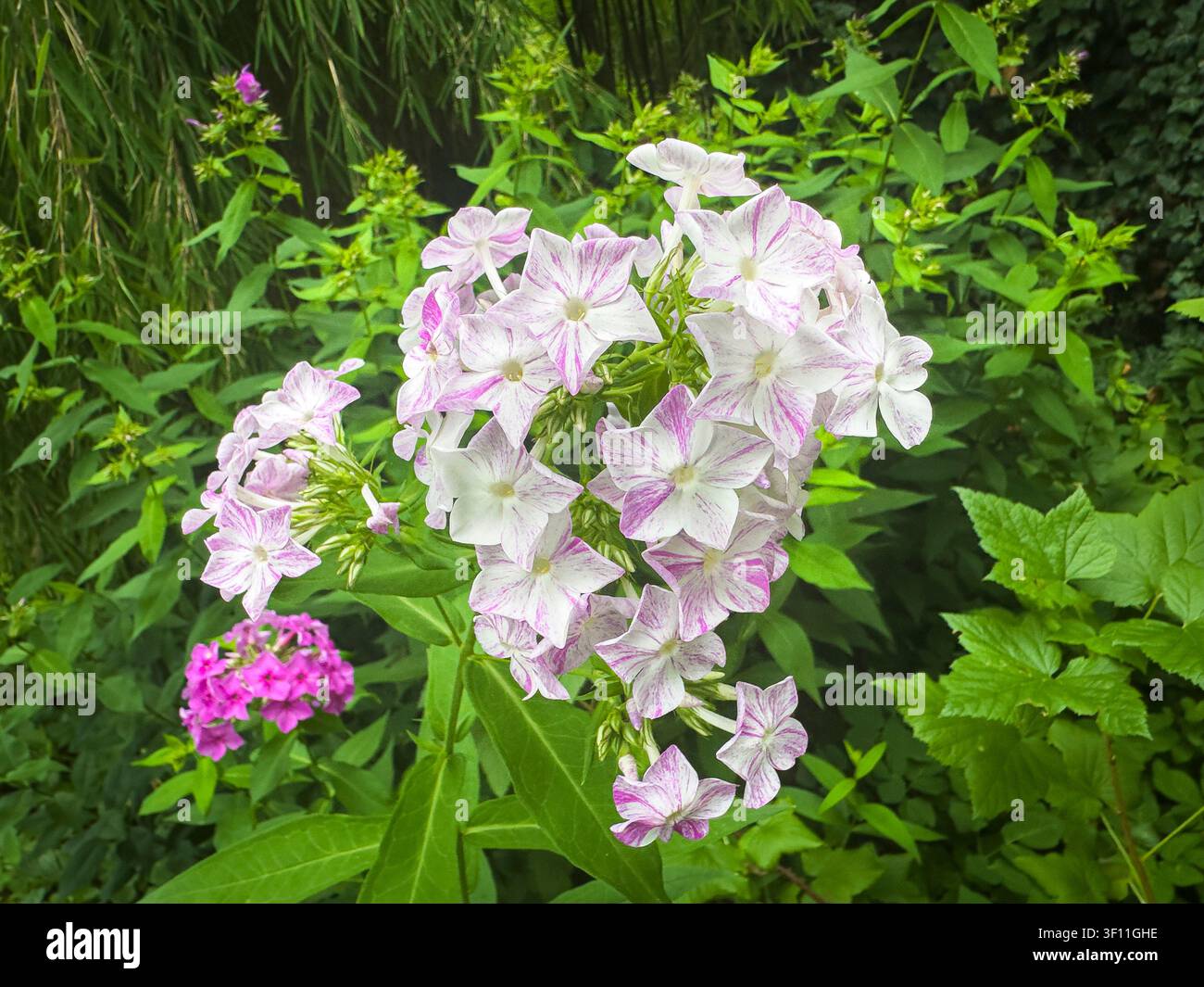Phlox d’automne, Phlox paniculata, fleur, en floraison à Pruhonice, République tchèque, le 5 juillet 2026. (CTK Photo/Libor Sojka) Banque D'Images