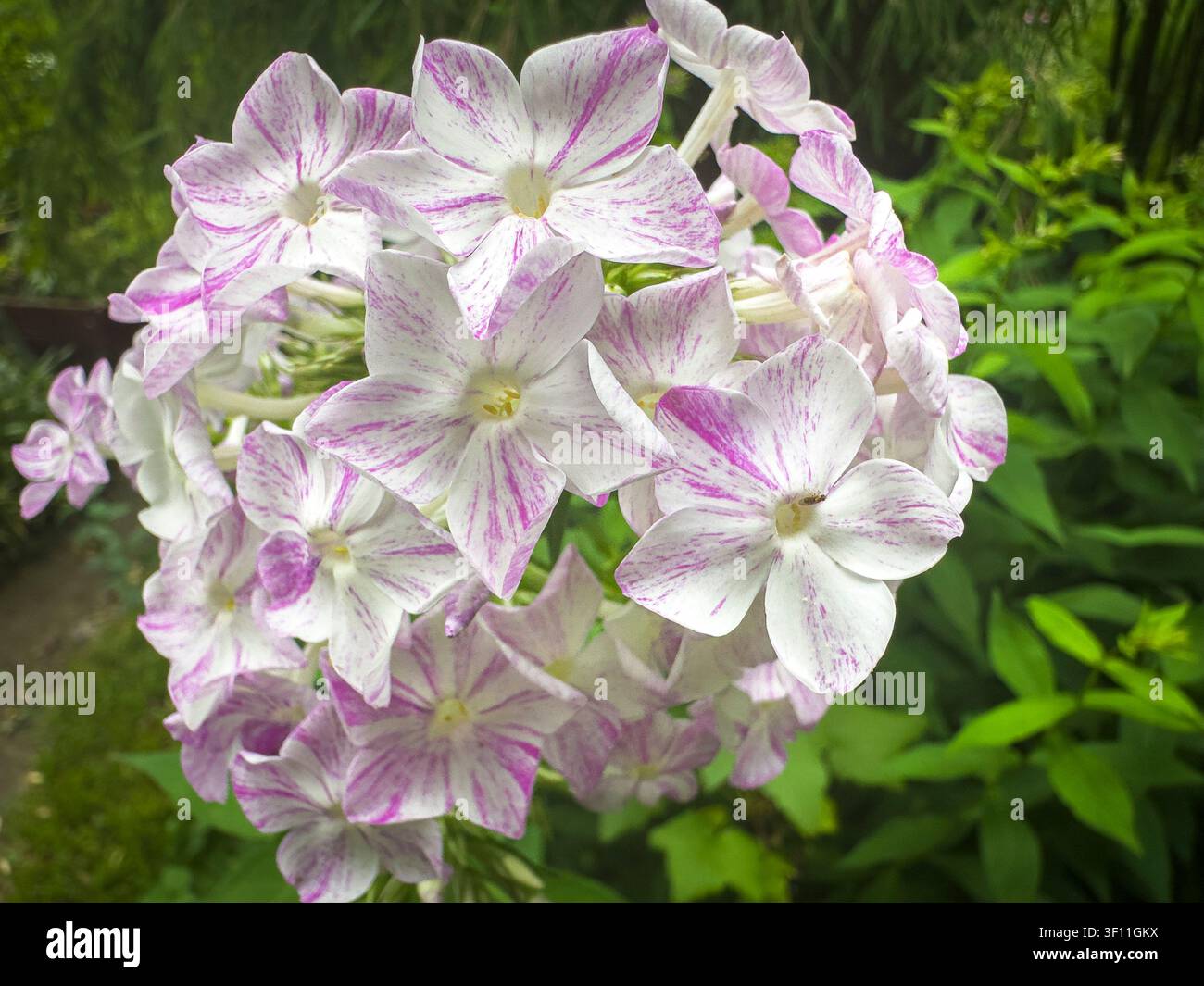 Phlox d’automne, Phlox paniculata, fleur, en floraison à Pruhonice, République tchèque, le 5 juillet 2026. (CTK Photo/Libor Sojka) Banque D'Images